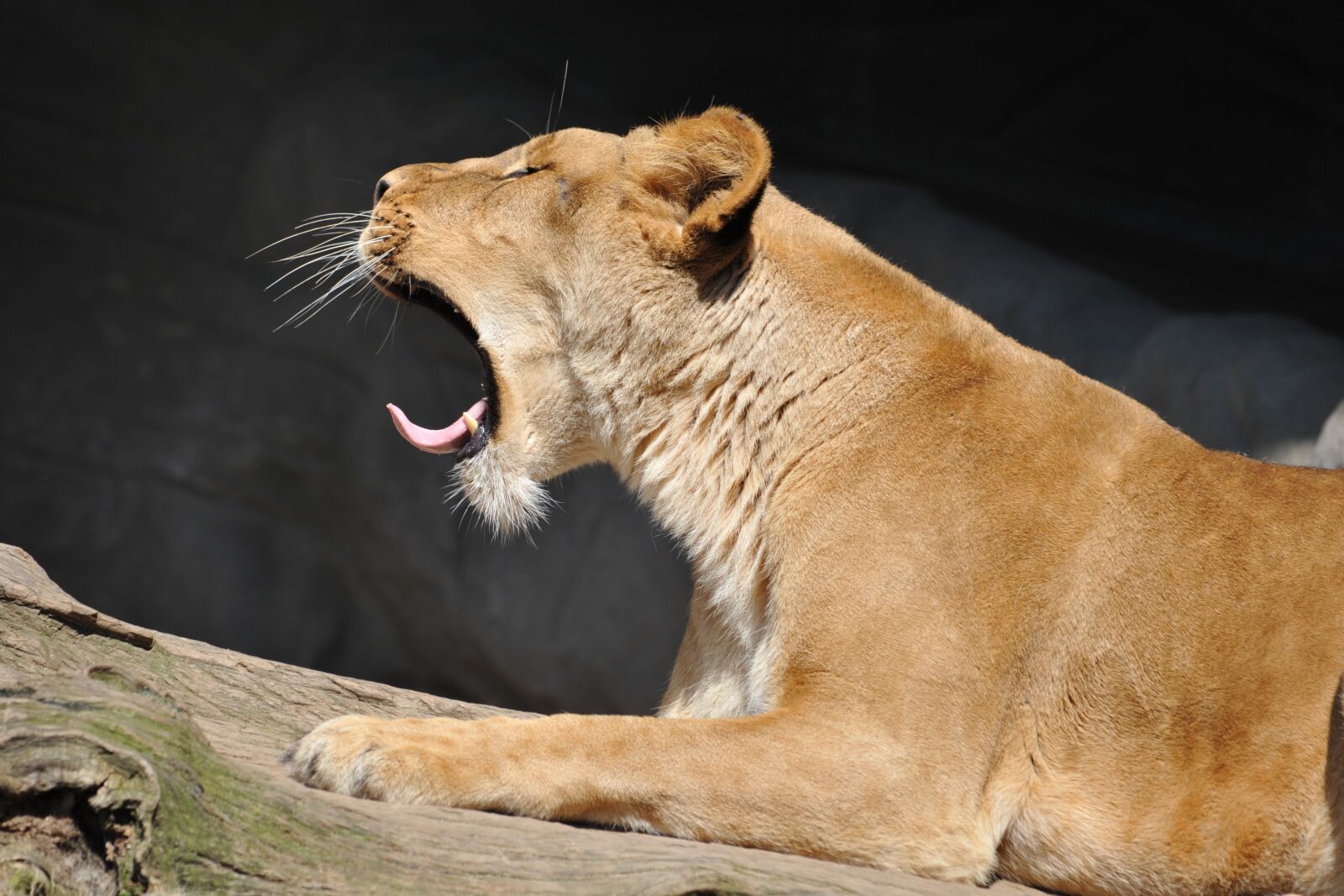 Nikon D700 sample photo. Lion, fatigue, yawn photography