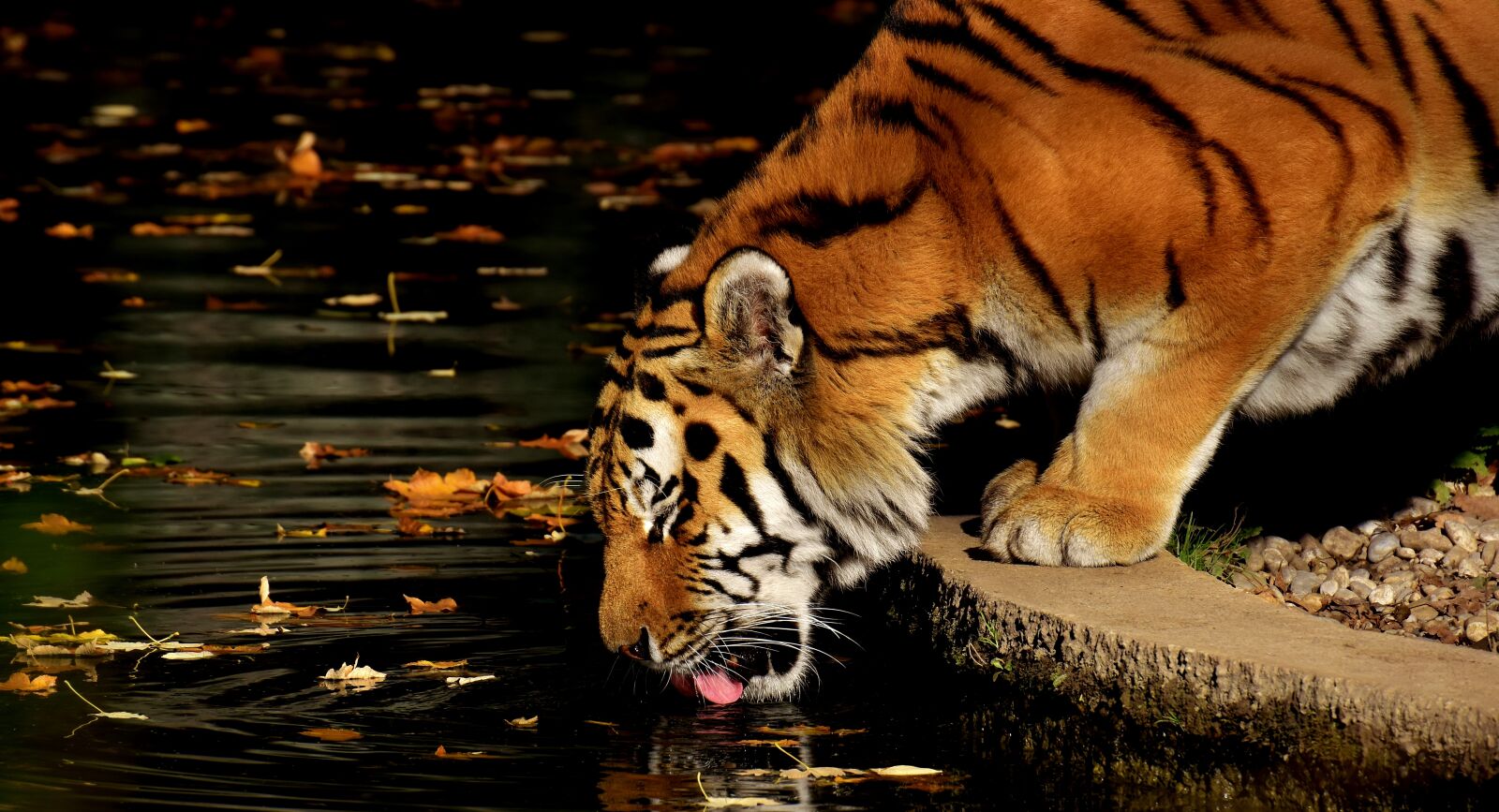 Nikon D7200 sample photo. Tiger, predator, fur photography