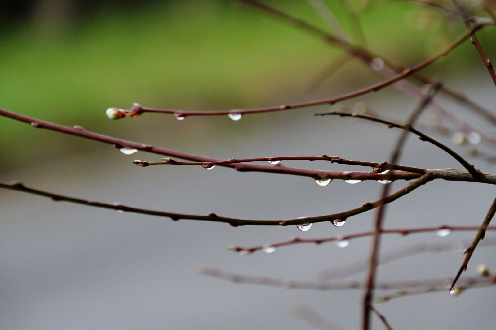 Canon EOS 7D sample photo. Drops of water, nature photography