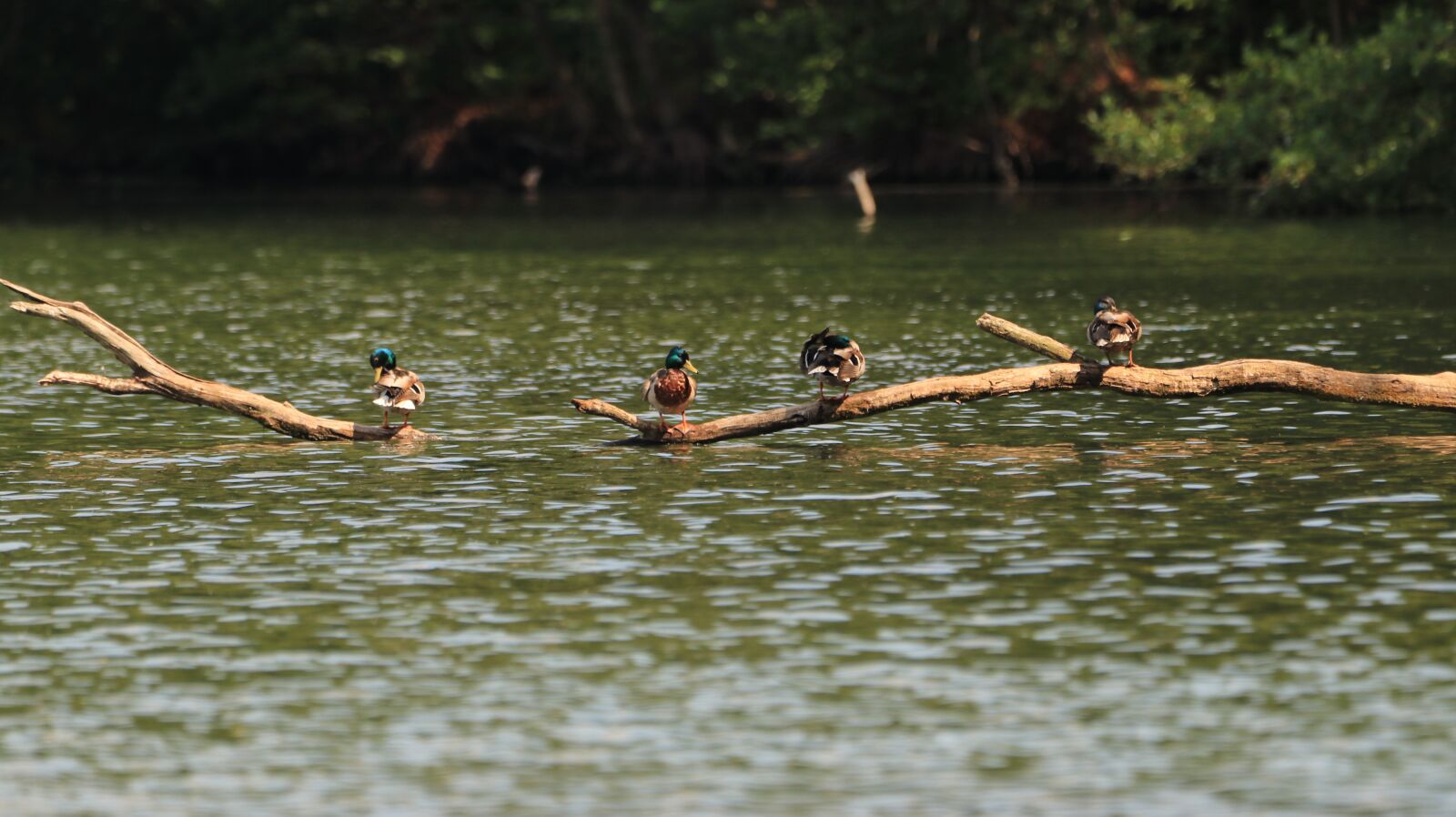 150-600mm F5-6.3 DG OS HSM | Contemporary 015 sample photo. Lake, ducks, care photography