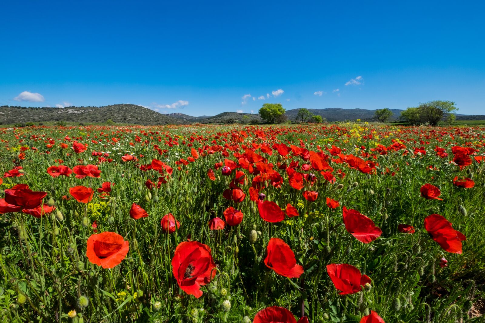 Fujifilm XF 10-24mm F4 R OIS sample photo. Landscape, poppies, field of photography