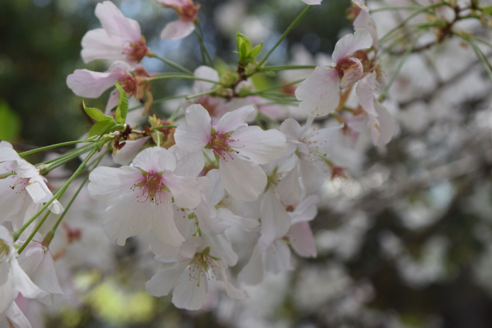 Nikon D3300 sample photo. Almond blossom, flowers, white photography