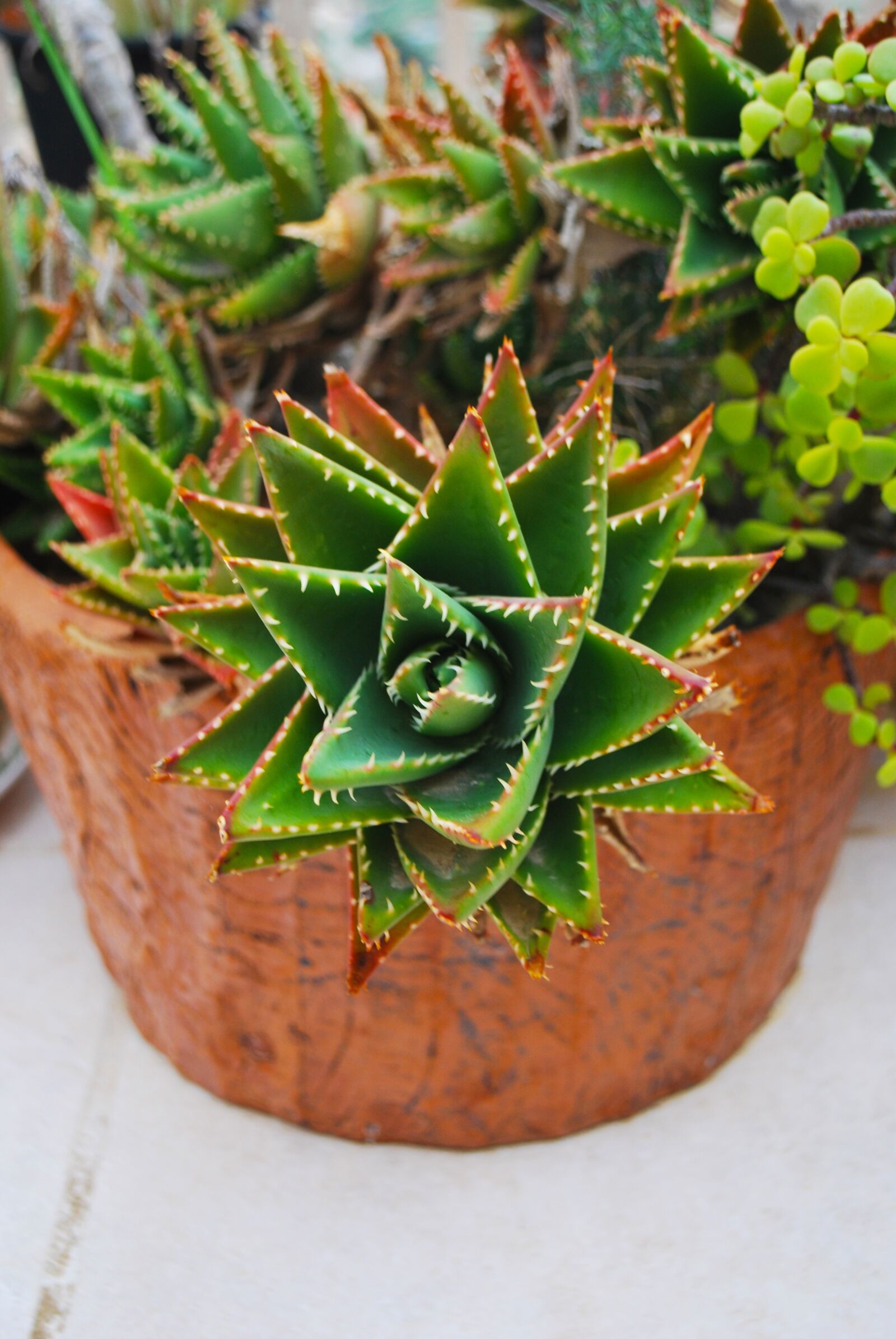 Nikon D60 sample photo. Cactus, flower, malta photography