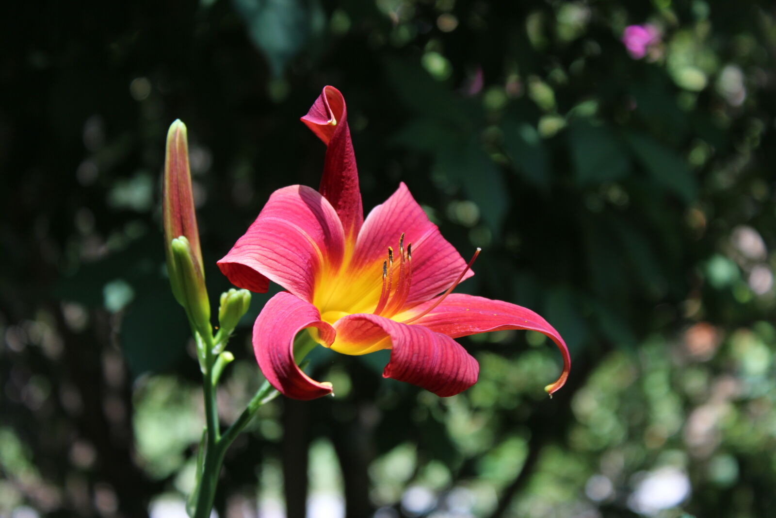 Canon EOS 600D (Rebel EOS T3i / EOS Kiss X5) + Canon EF-S 18-55mm F3.5-5.6 IS II sample photo. Daylily photography