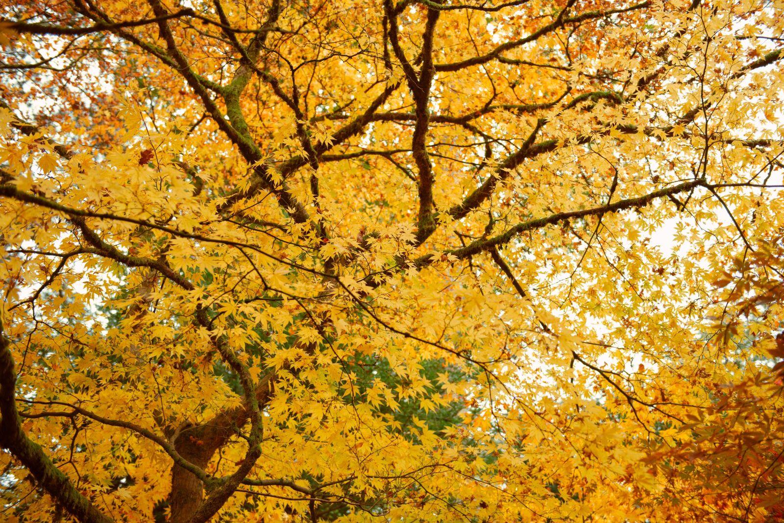 Nikon D800 sample photo. Yellow, autumn, leaves photography
