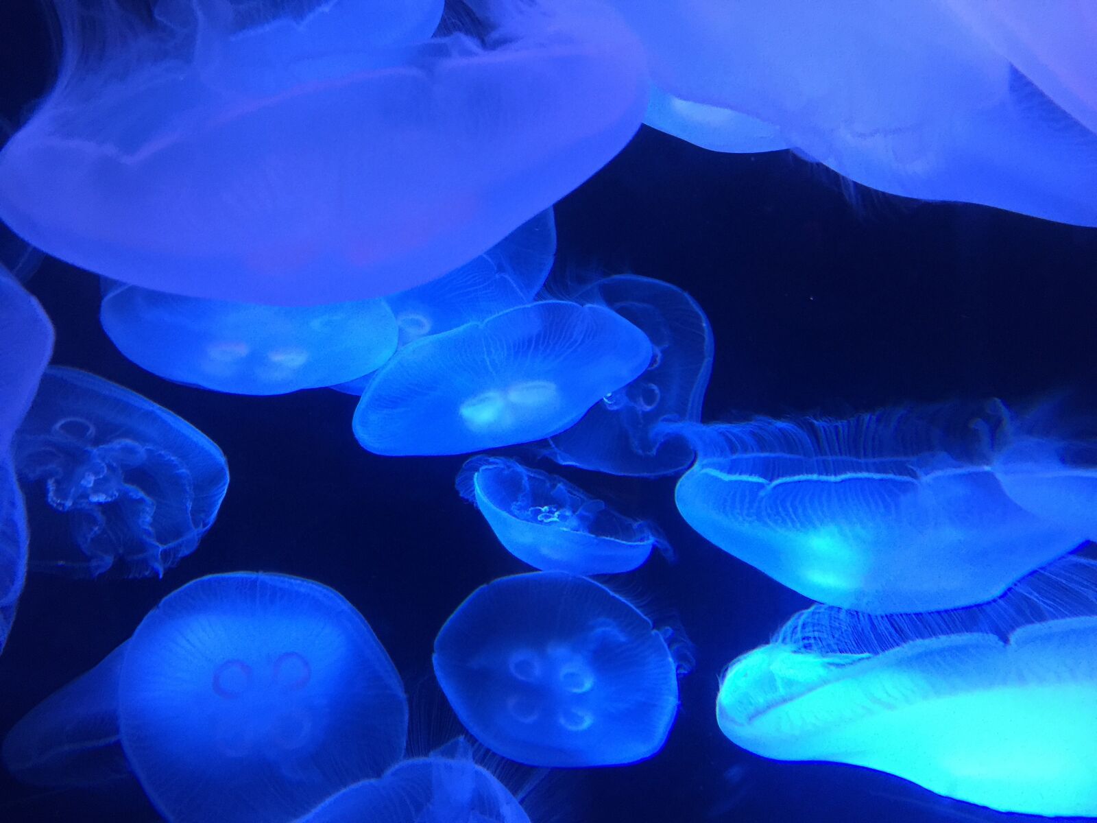 iPhone 6 Plus back camera 4.15mm f/2.2 sample photo. Marine, ocean, jellyfish photography