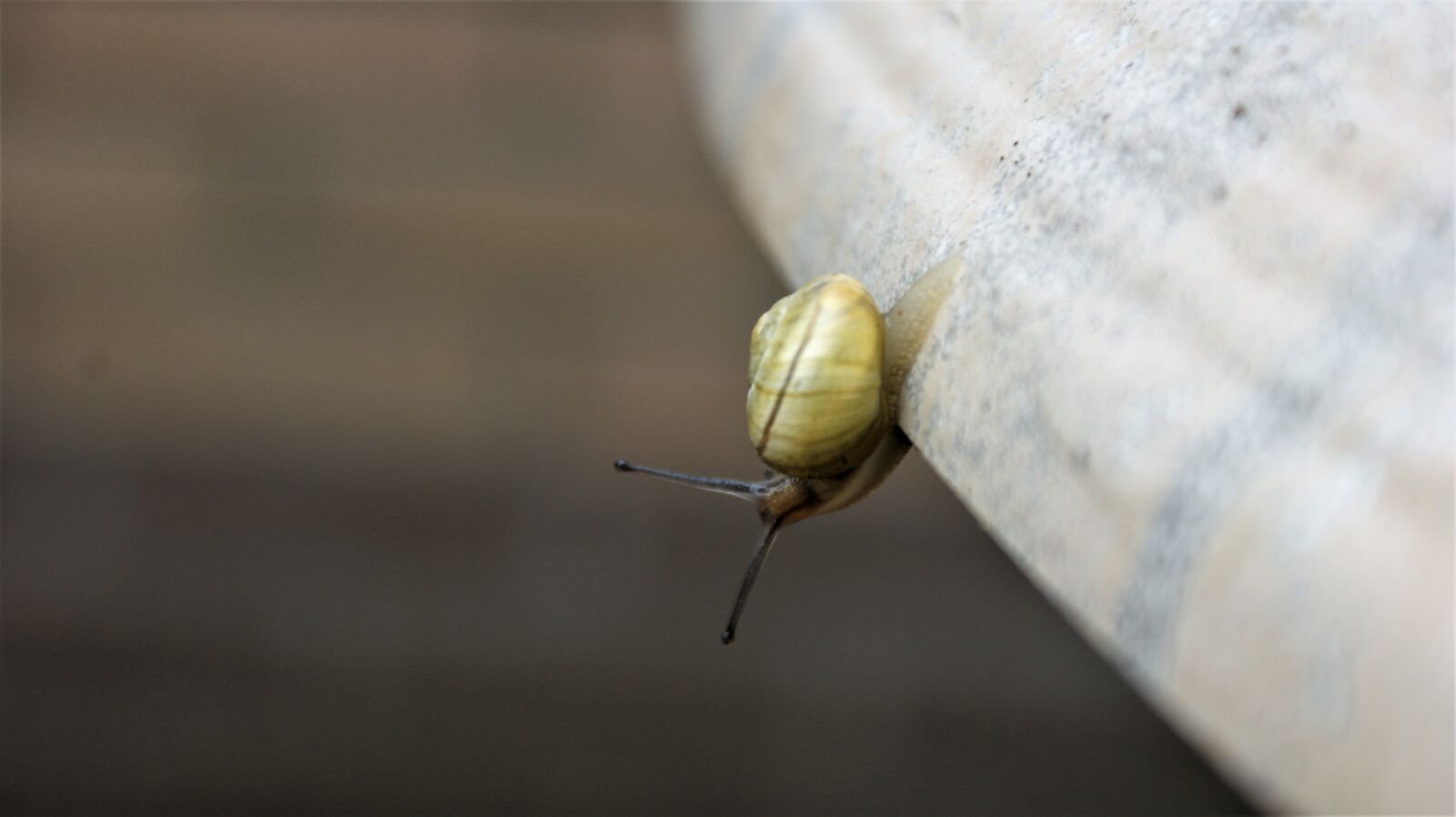 Sony Alpha DSLR-A350 sample photo. Snail, garden, mollusc photography
