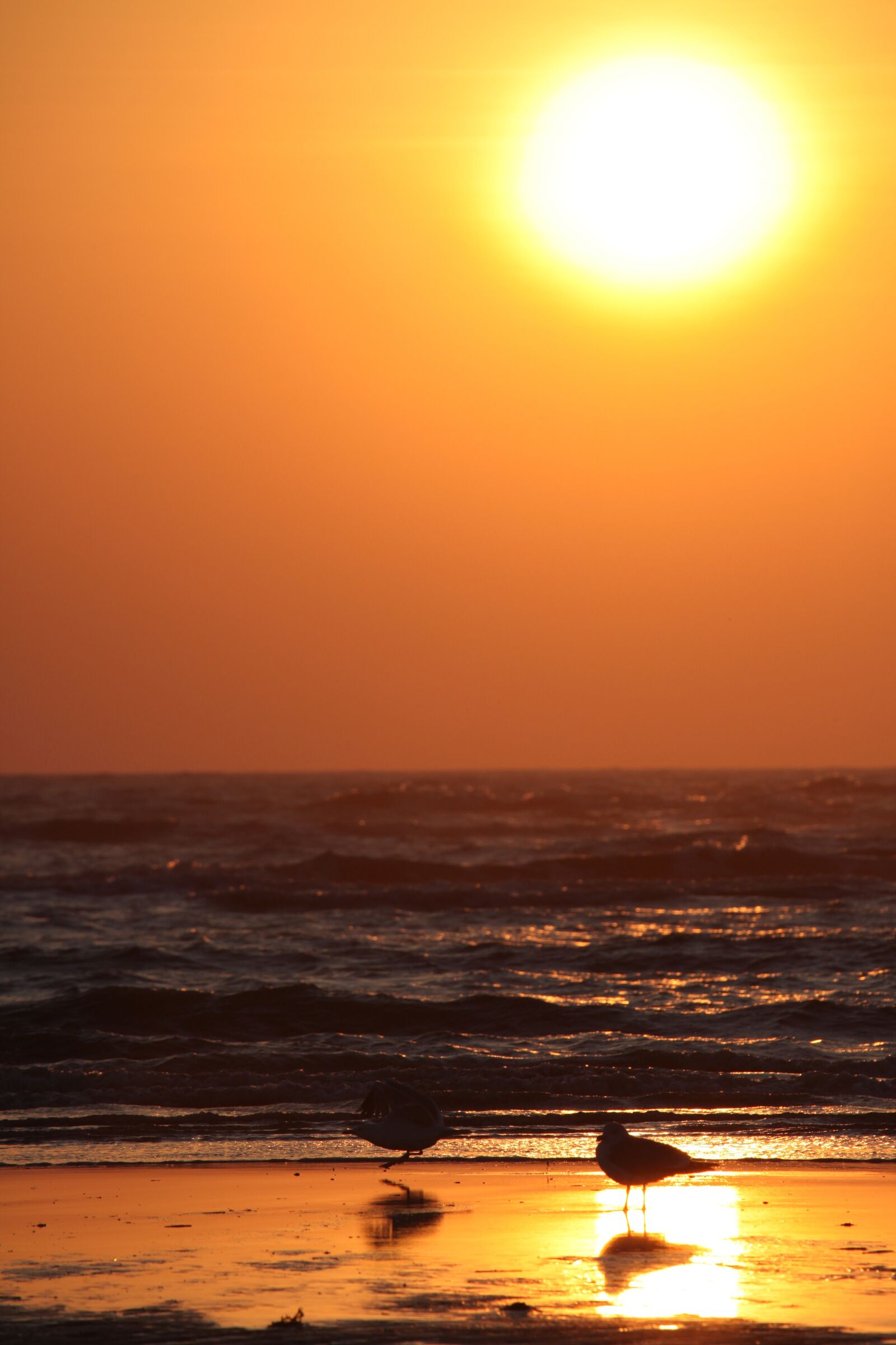 Canon EOS 5D Mark II sample photo. Sunset, gulls, beach photography