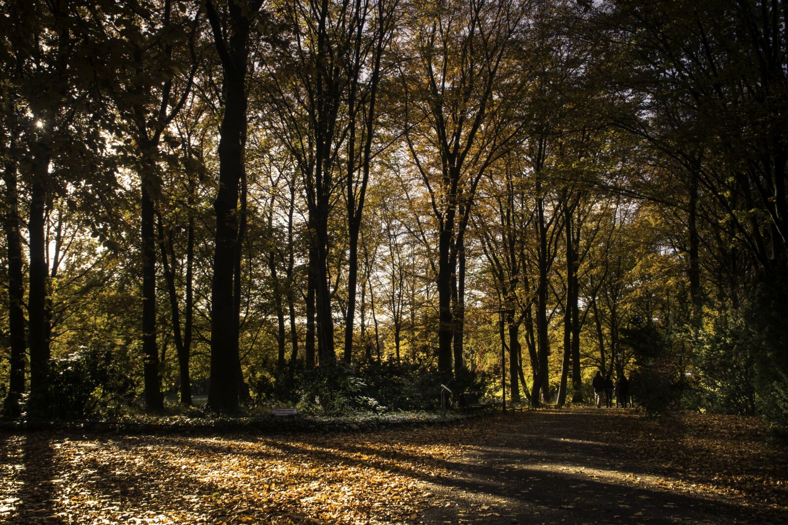 Canon EOS 80D sample photo. Autumn, trees, golden autumn photography