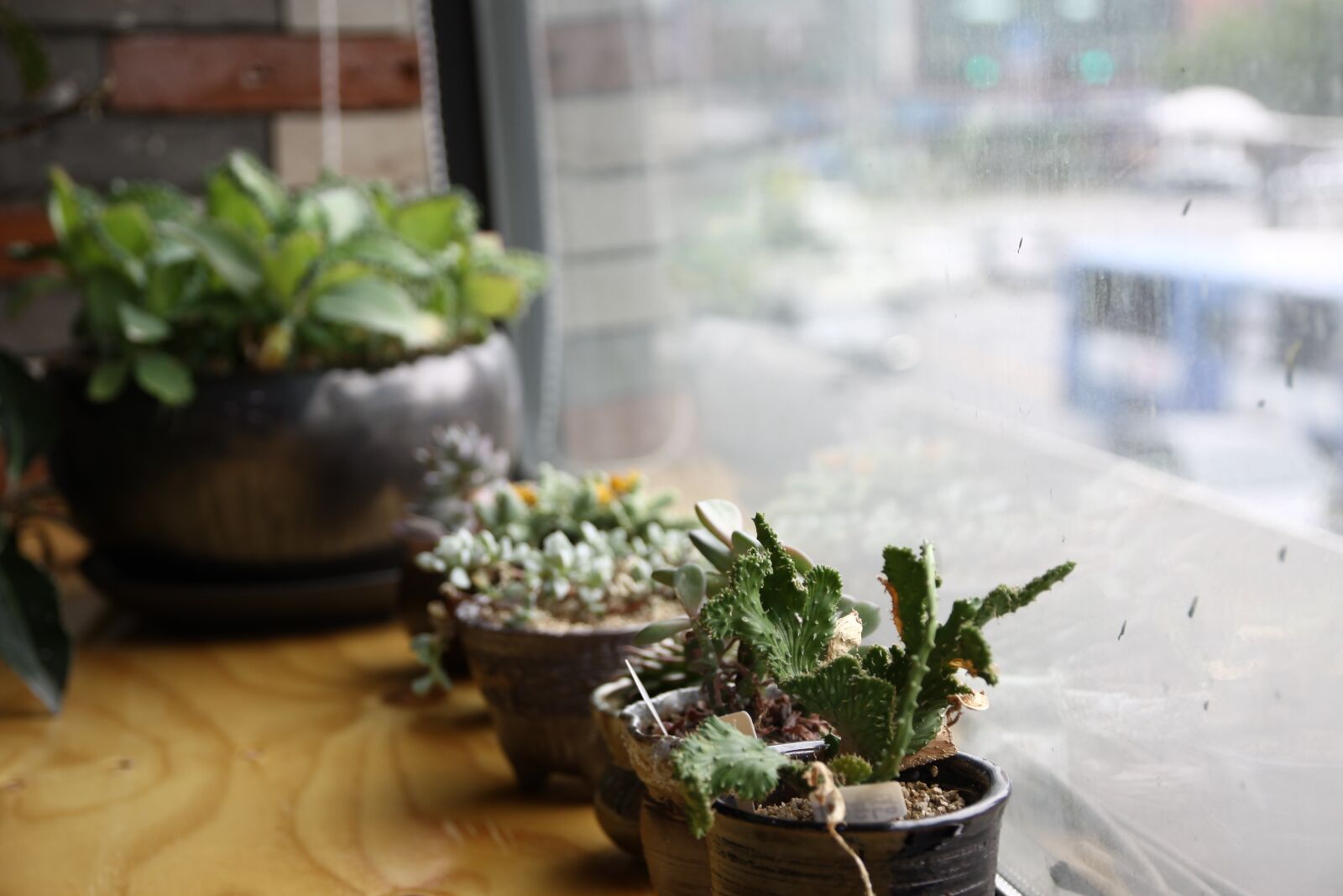 Canon EOS 50D sample photo. Fleshy in this, green photography