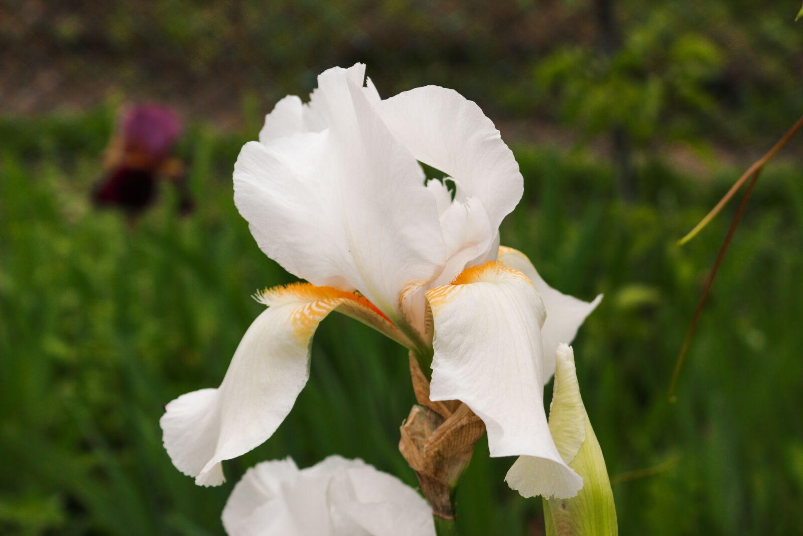 Canon EF-S 18-55mm F3.5-5.6 III sample photo. Iris, flowers, petals photography