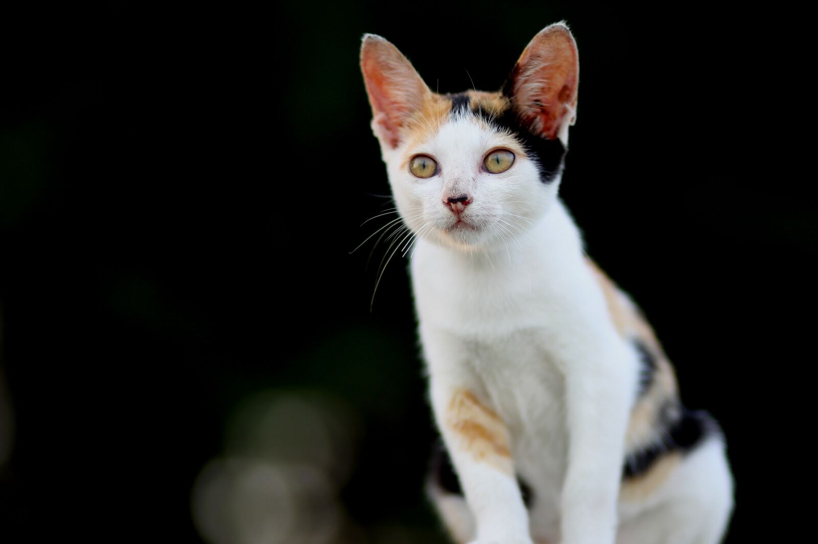 Canon EOS 50D sample photo. Animal, cat, close-up photography
