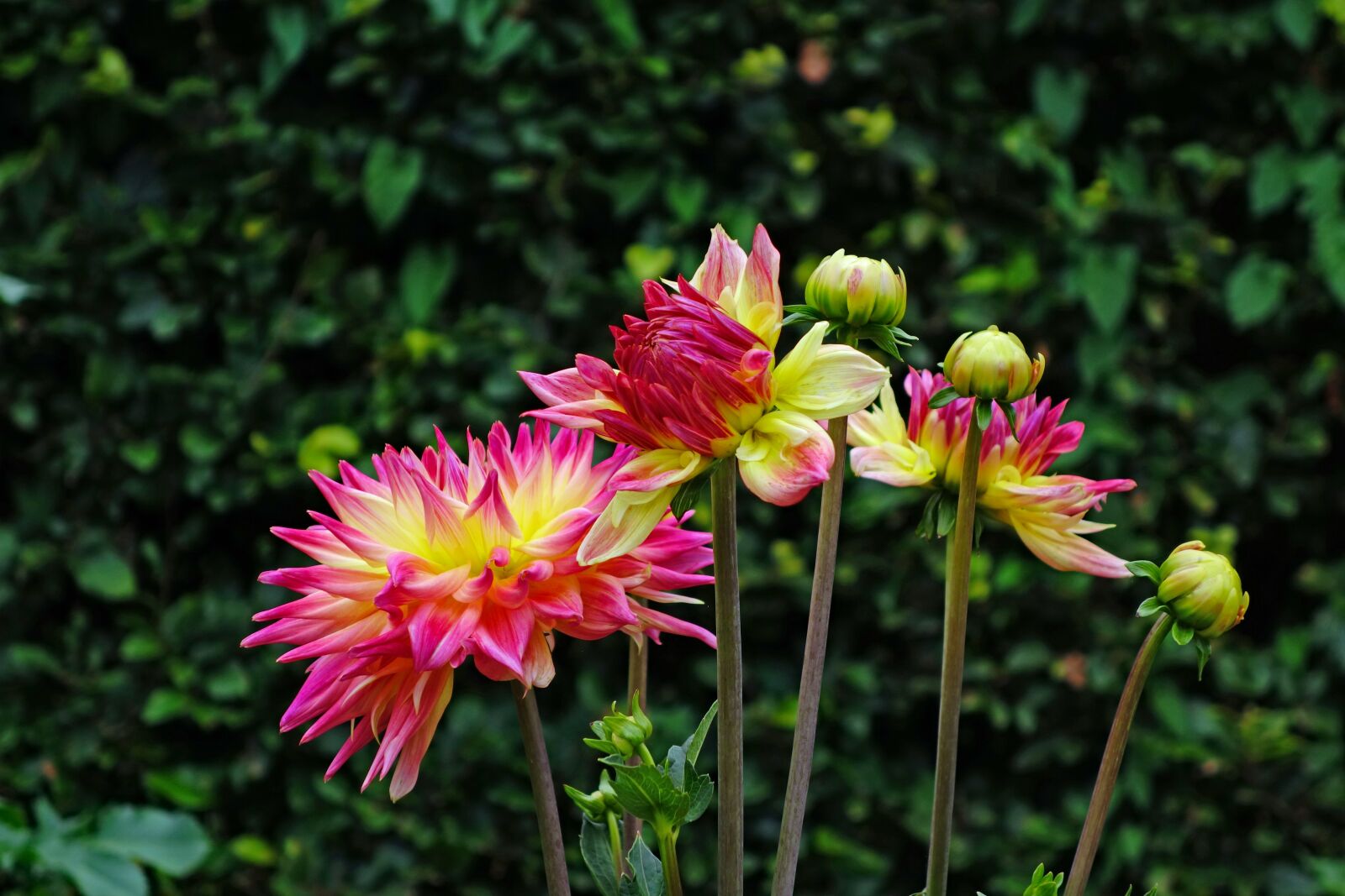 Sony Cyber-shot DSC-RX100 II sample photo. Dahlias, flower, blossom photography