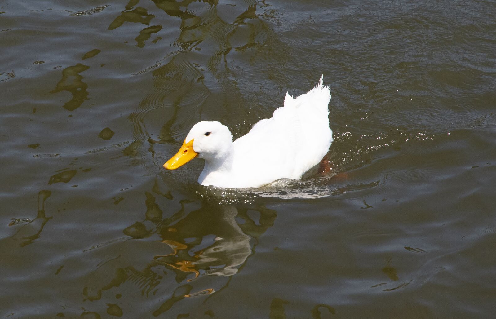 Nikon D500 sample photo. Geese, goose, animal photography