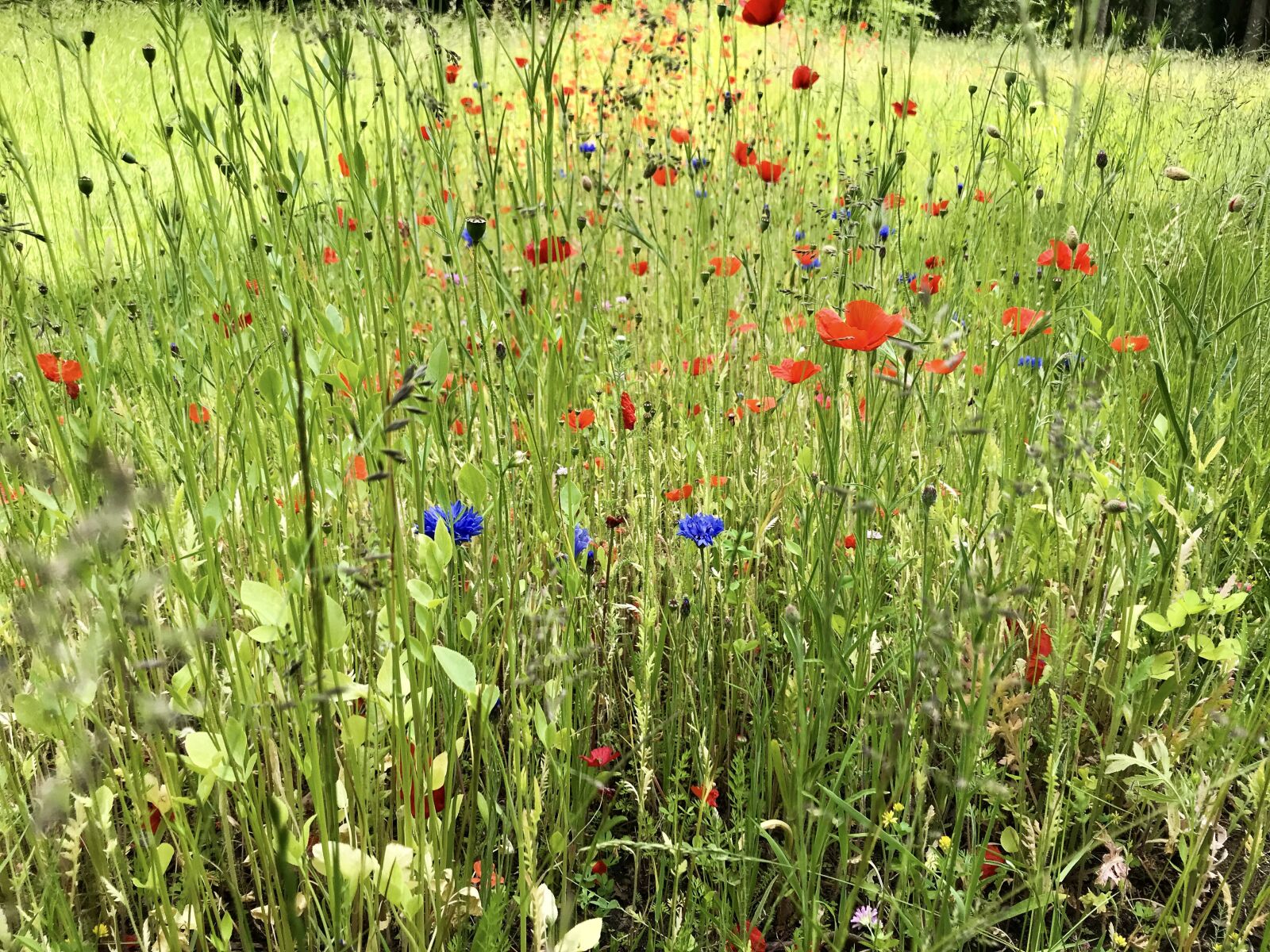 iPhone 7 back camera 3.99mm f/1.8 sample photo. Flower meadow, cornflower, zyane photography