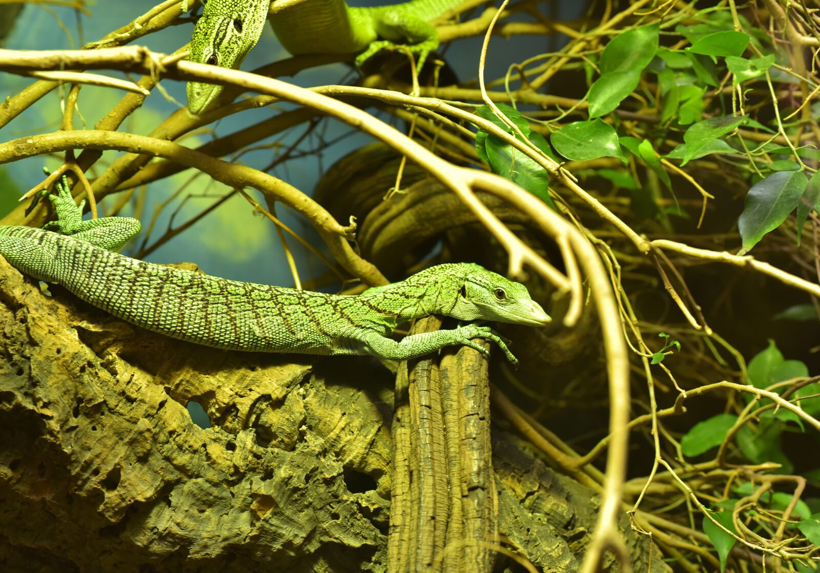 Nikon D750 sample photo. Lizard, green, reptile photography