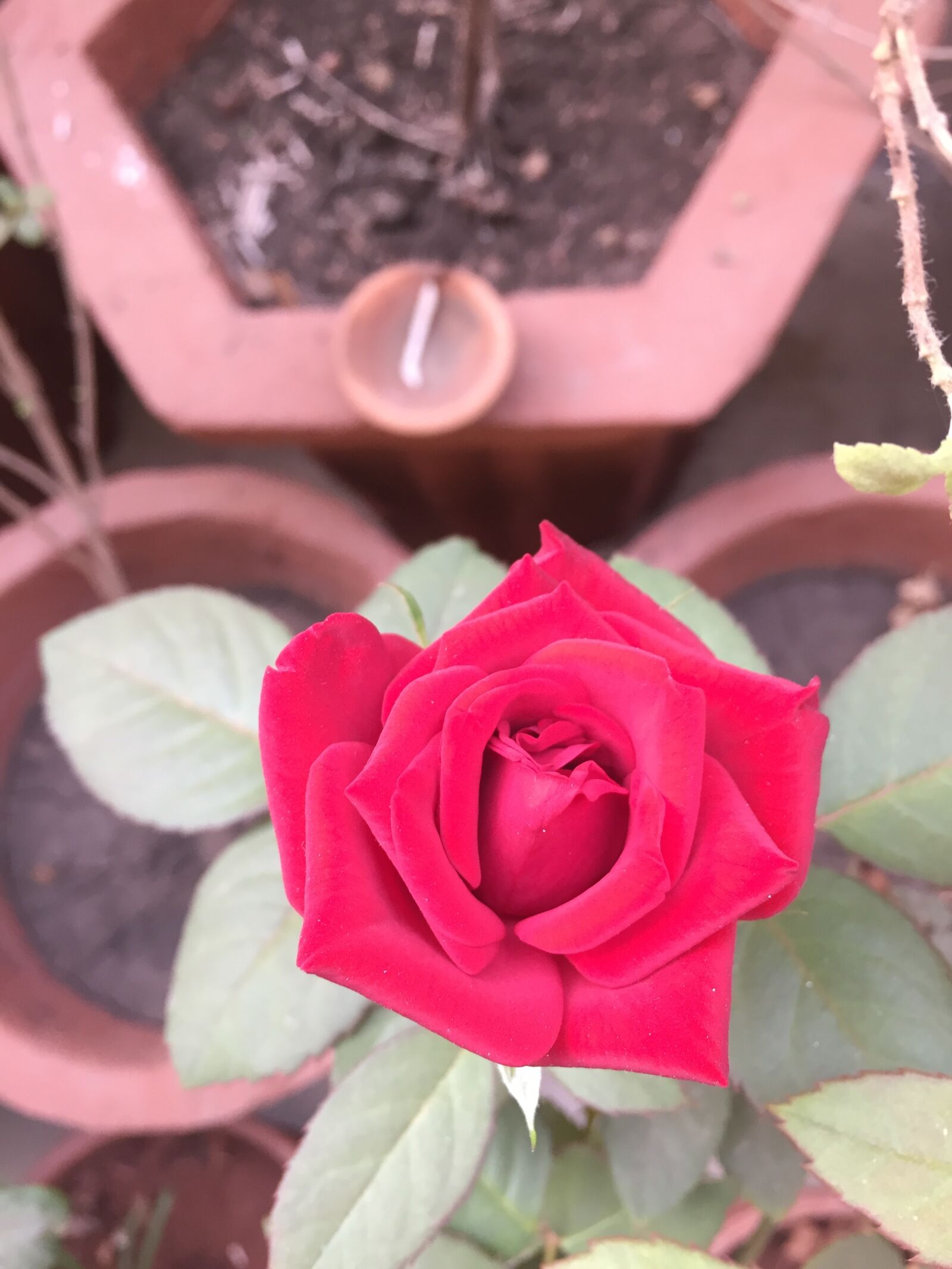 Apple iPhone 6 sample photo. Flower, red, roses photography