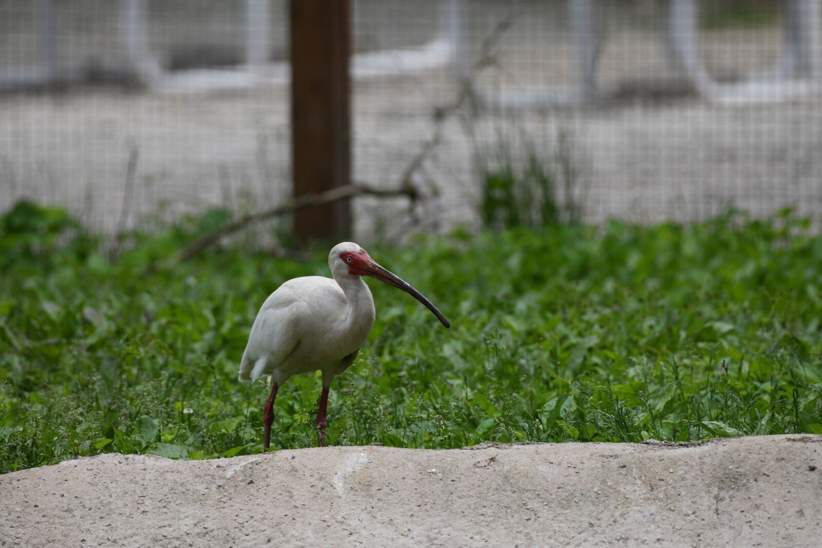 Nikon D850 sample photo. Ibis, bird, white photography