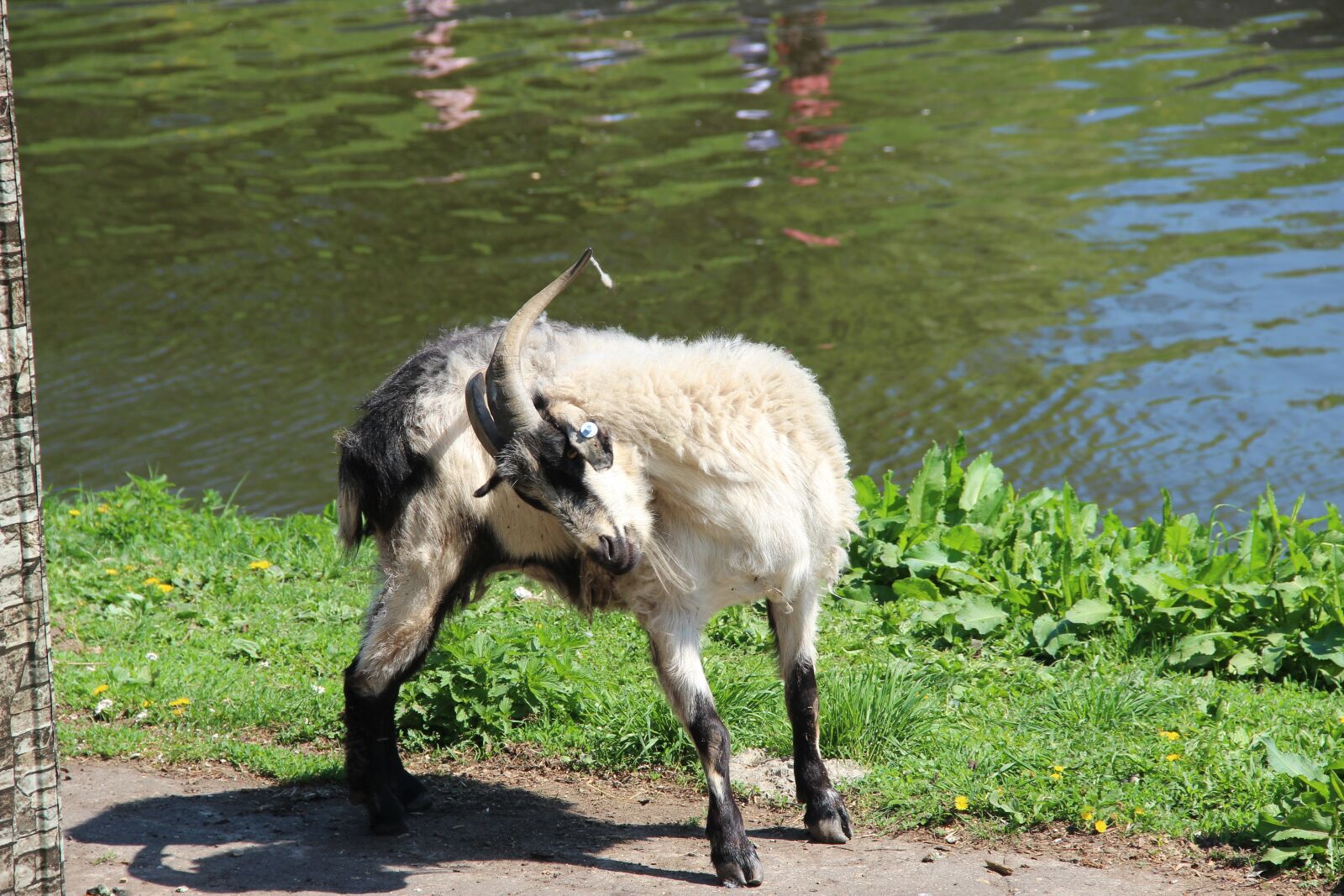 Canon EOS 600D (Rebel EOS T3i / EOS Kiss X5) sample photo. Goat, river, quiet river photography