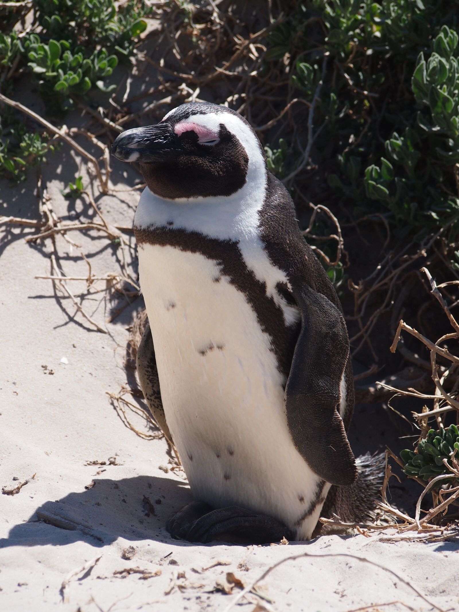 Olympus PEN E-P3 sample photo. Penguin, bird, south africa photography