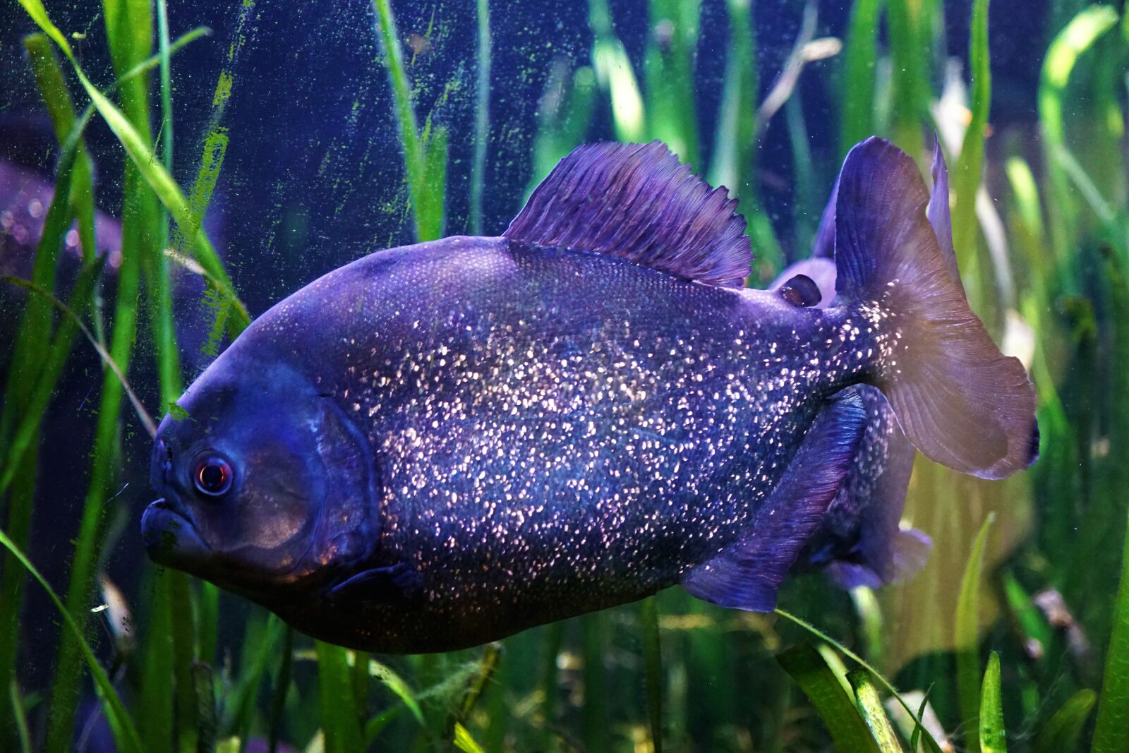Sony ILCA-77M2 + Sony DT 16-50mm F2.8 SSM sample photo. Underwater, nature, fish photography