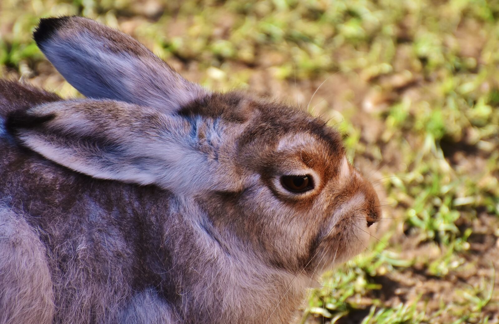 Nikon D7200 sample photo. Schneehase, cute, zoo photography