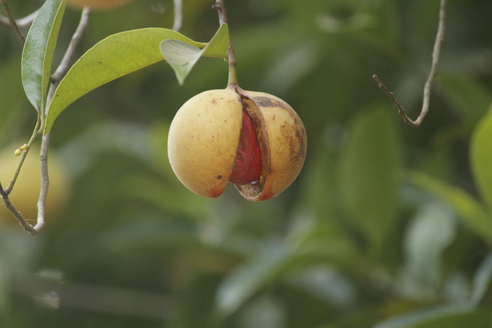Canon EOS 700D (EOS Rebel T5i / EOS Kiss X7i) sample photo. Agriculture, food, fresh photography