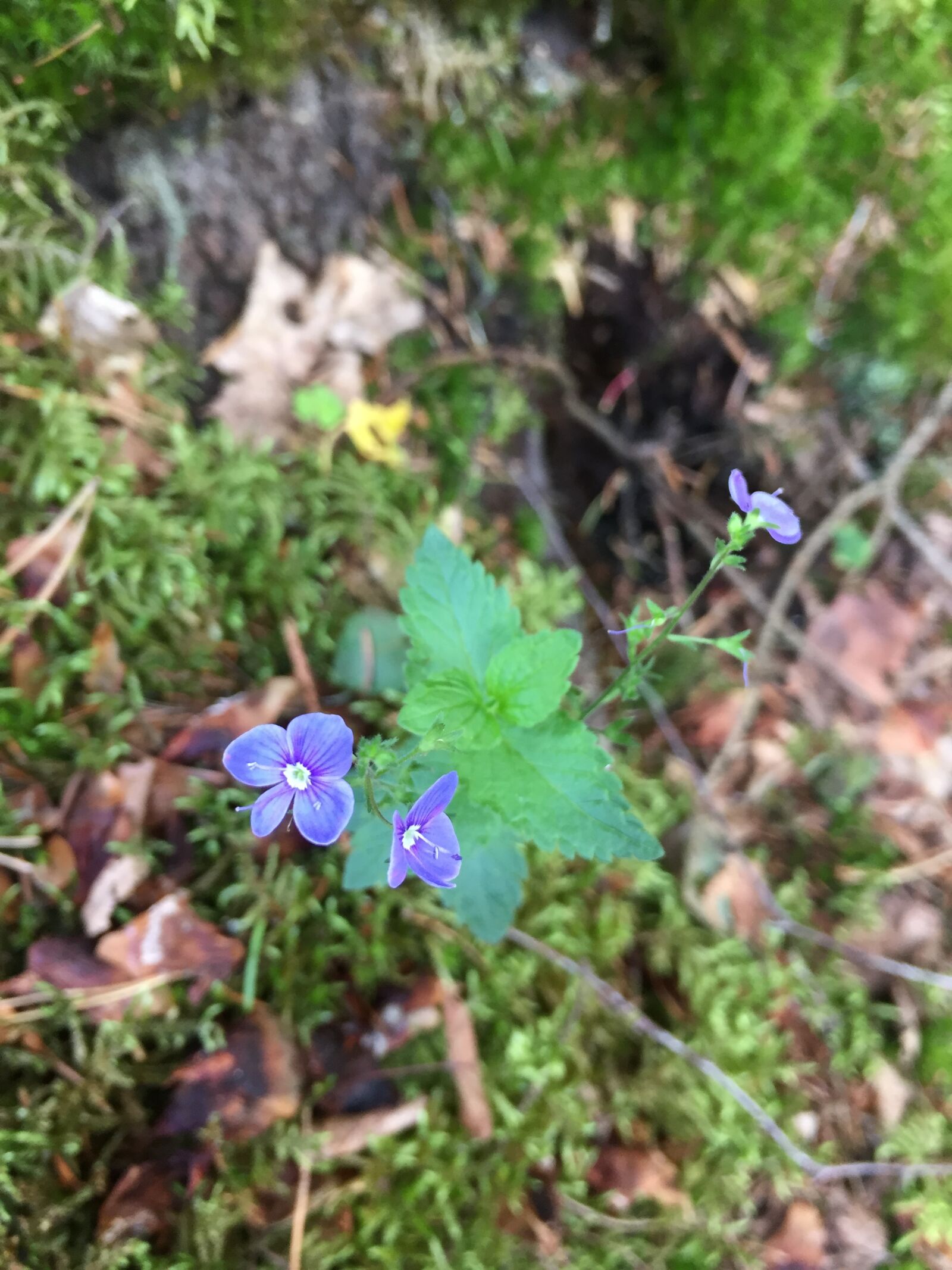 Apple iPhone 6 sample photo. Flower, forest, green, nature photography