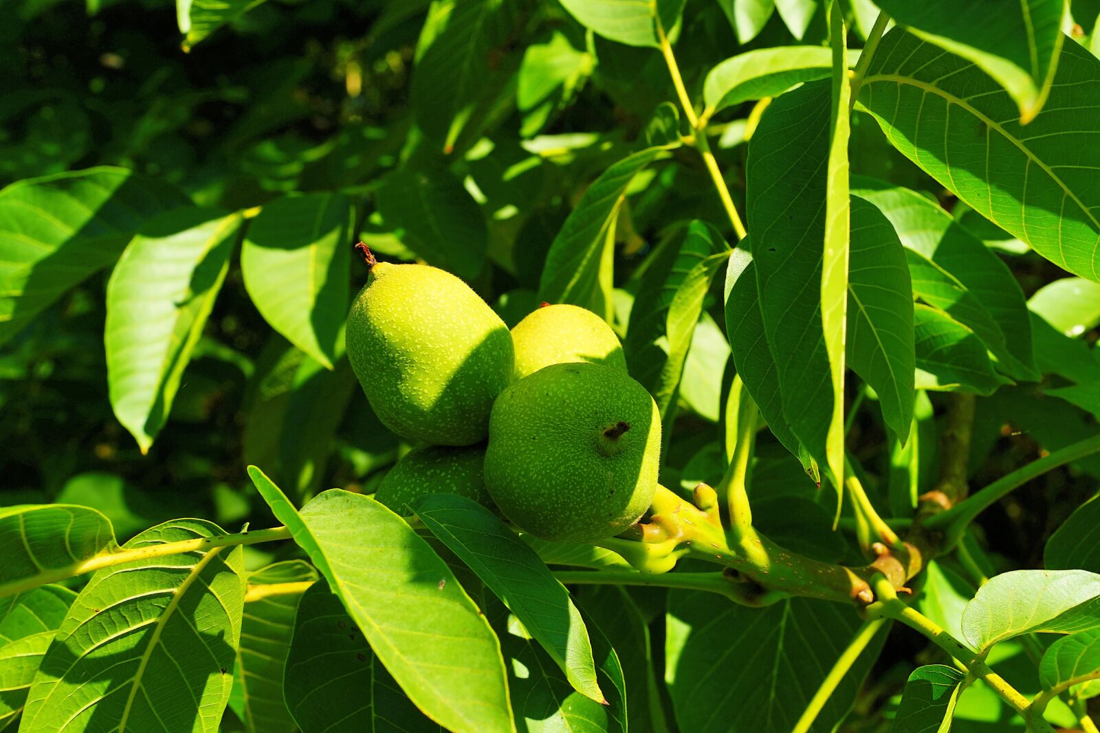 Sony Alpha DSLR-A900 sample photo. Walnut tree, fruits, green photography