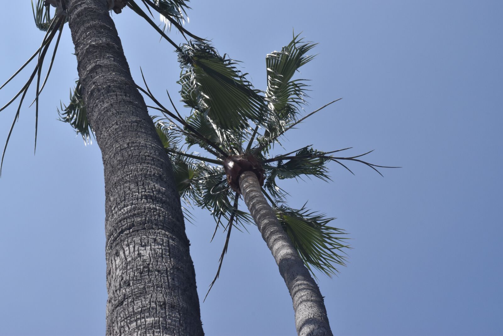 Nikon D3500 sample photo. Palms, sky, beach photography