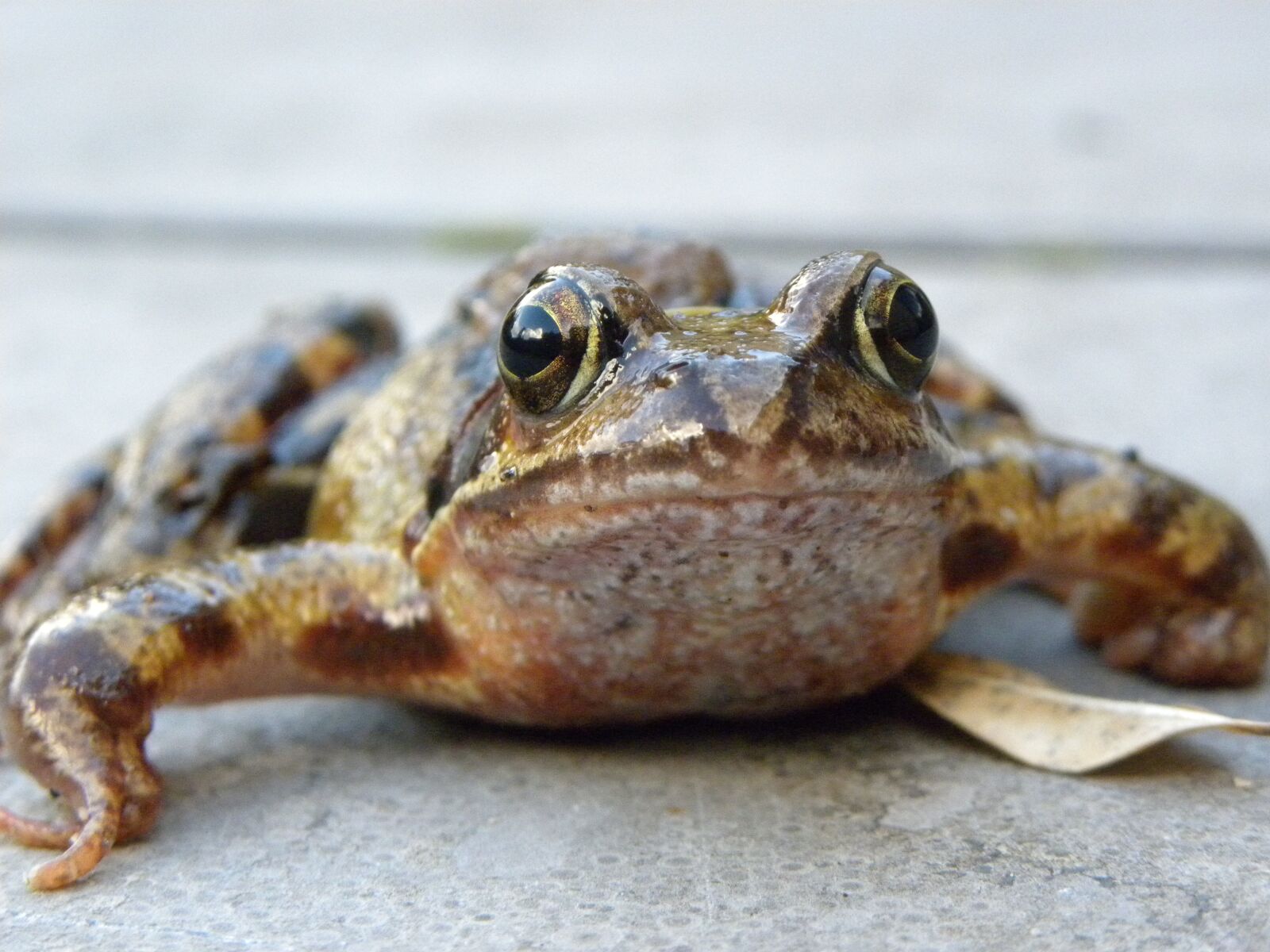 Nikon Coolpix P90 sample photo. Frog, macro, frog eyes photography