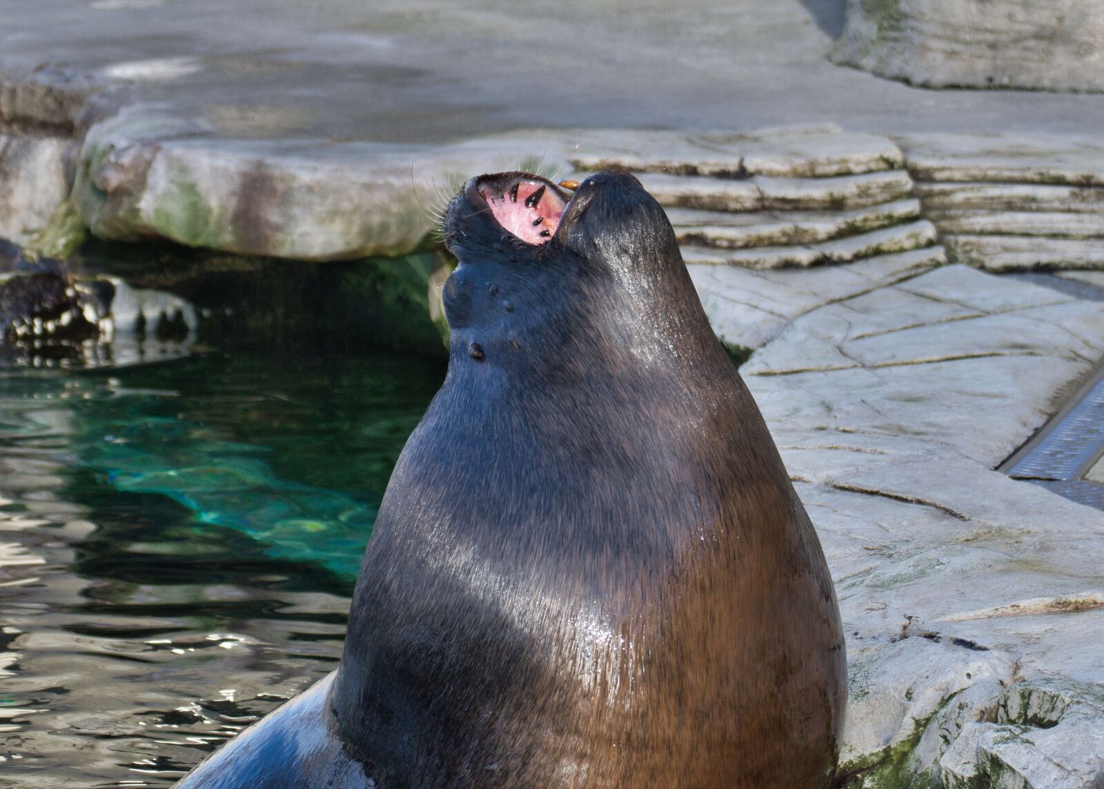 Nikon D5300 sample photo. Seal, captivity, zoo photography