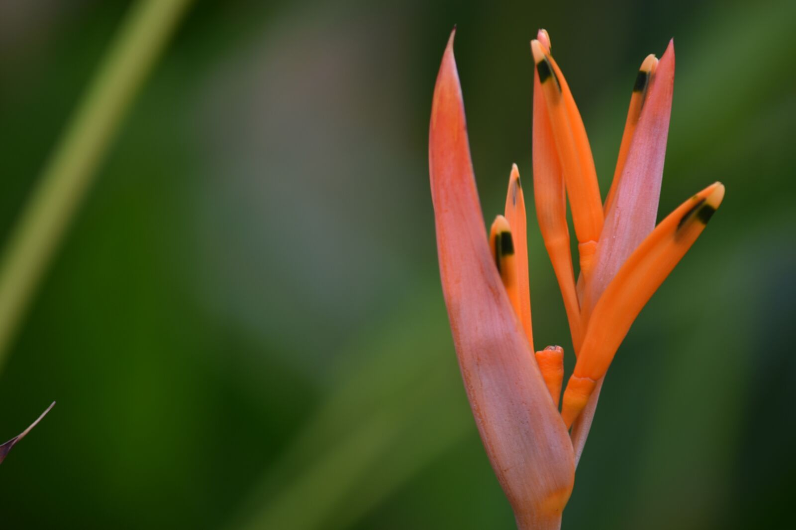 Nikon D5500 sample photo. Nature, plant, outdoors photography