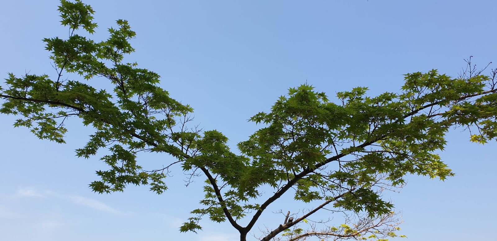 Samsung Galaxy Note9 sample photo. Wood, summer, the leaves photography
