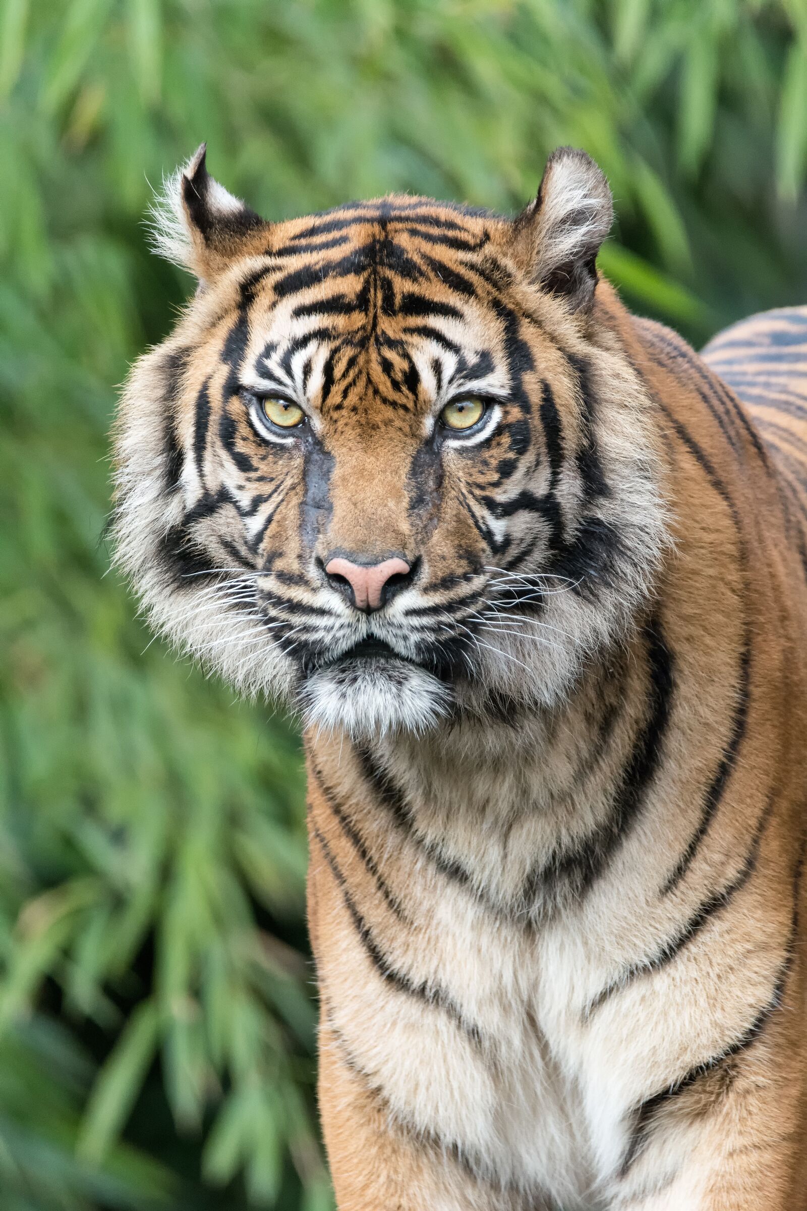 Nikon D7100 sample photo. Tiger, telephoto lens, predator photography