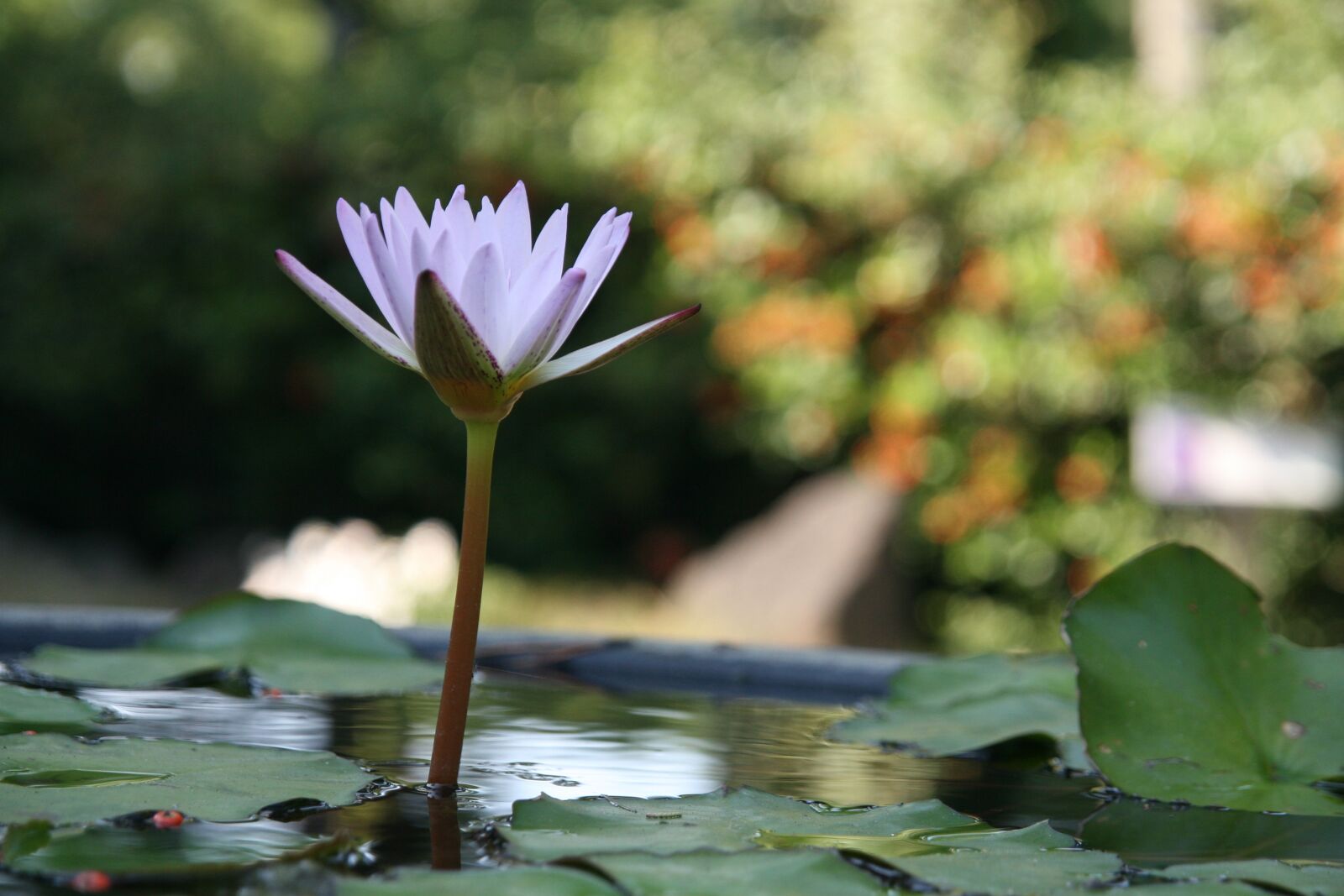 Canon EOS 30D sample photo. Affix, flowers, nature photography