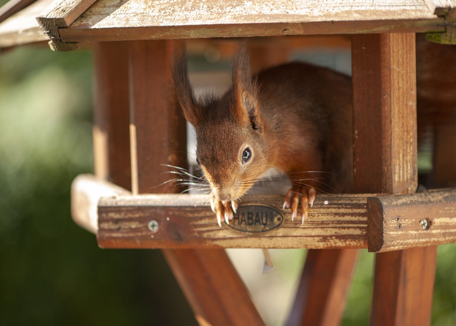 Nikon D700 sample photo. Squirrel, eye contact, bird photography