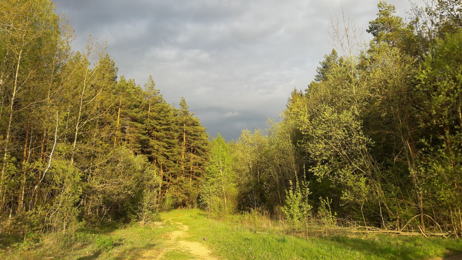 Samsung Galaxy J7 sample photo. Nature, forest, sky photography