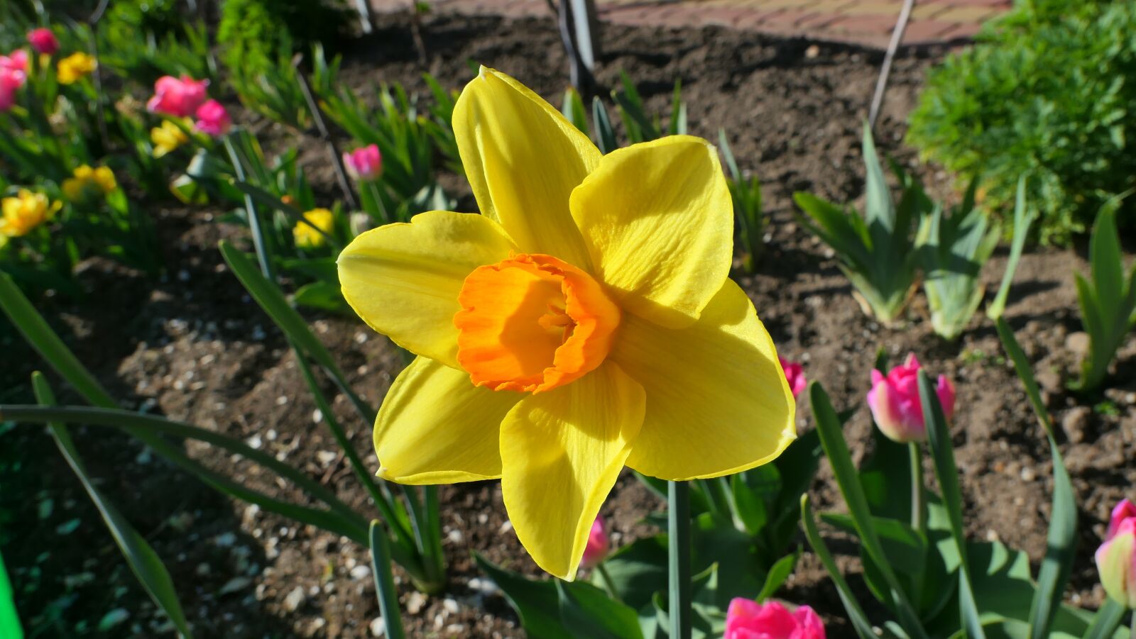 Panasonic Lumix DMC-LX10 (Lumix DMC-LX15) sample photo. Daffodil, narcissus, flower photography