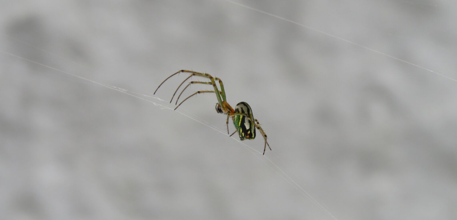 Canon PowerShot SX50 HS sample photo. Nature, spider, insect photography