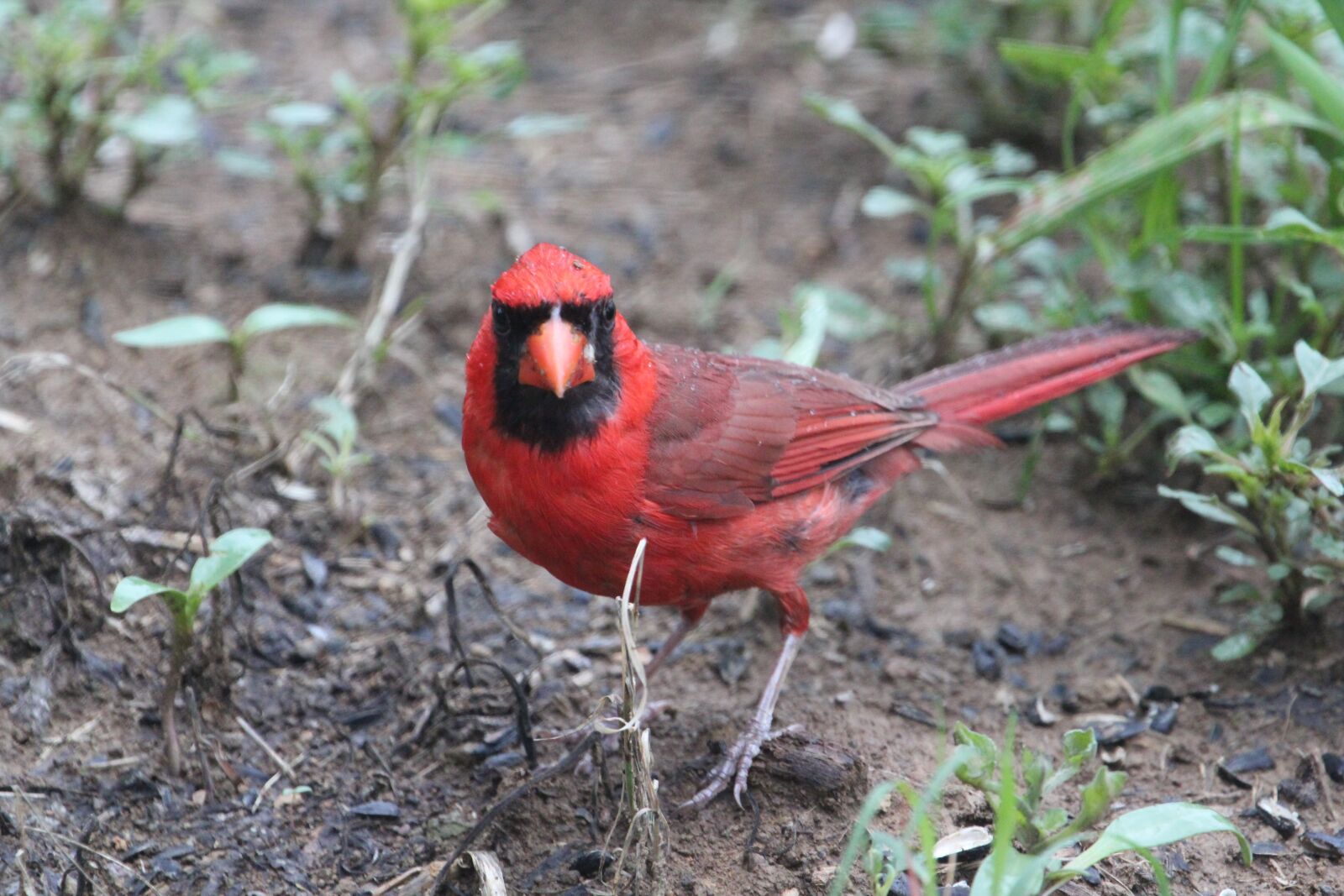 Canon EOS 550D (EOS Rebel T2i / EOS Kiss X4) sample photo. Bird, red, cardinal photography