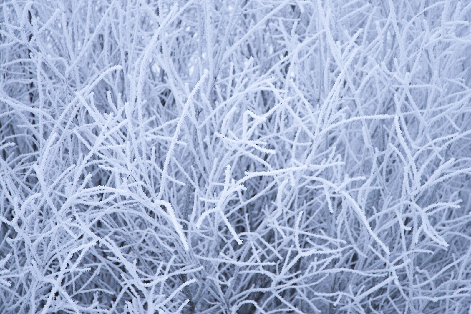 Canon EOS 6D Mark II sample photo. Frost, pattern, abstract photography