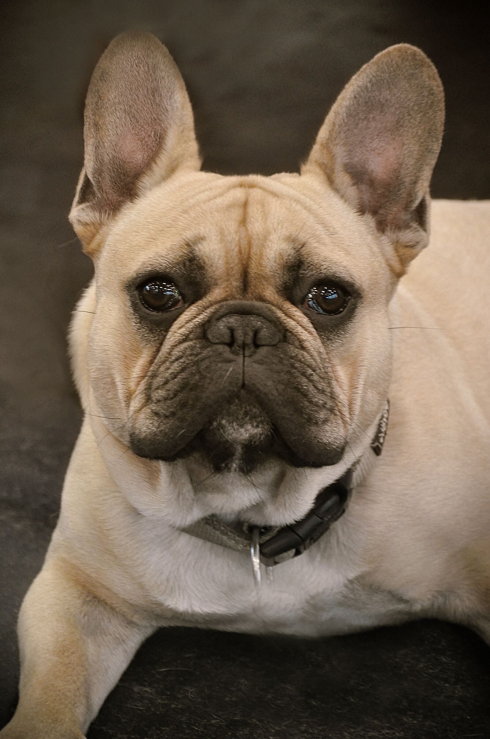 Nikon D90 sample photo. Bulldog, french bulldog, dog photography