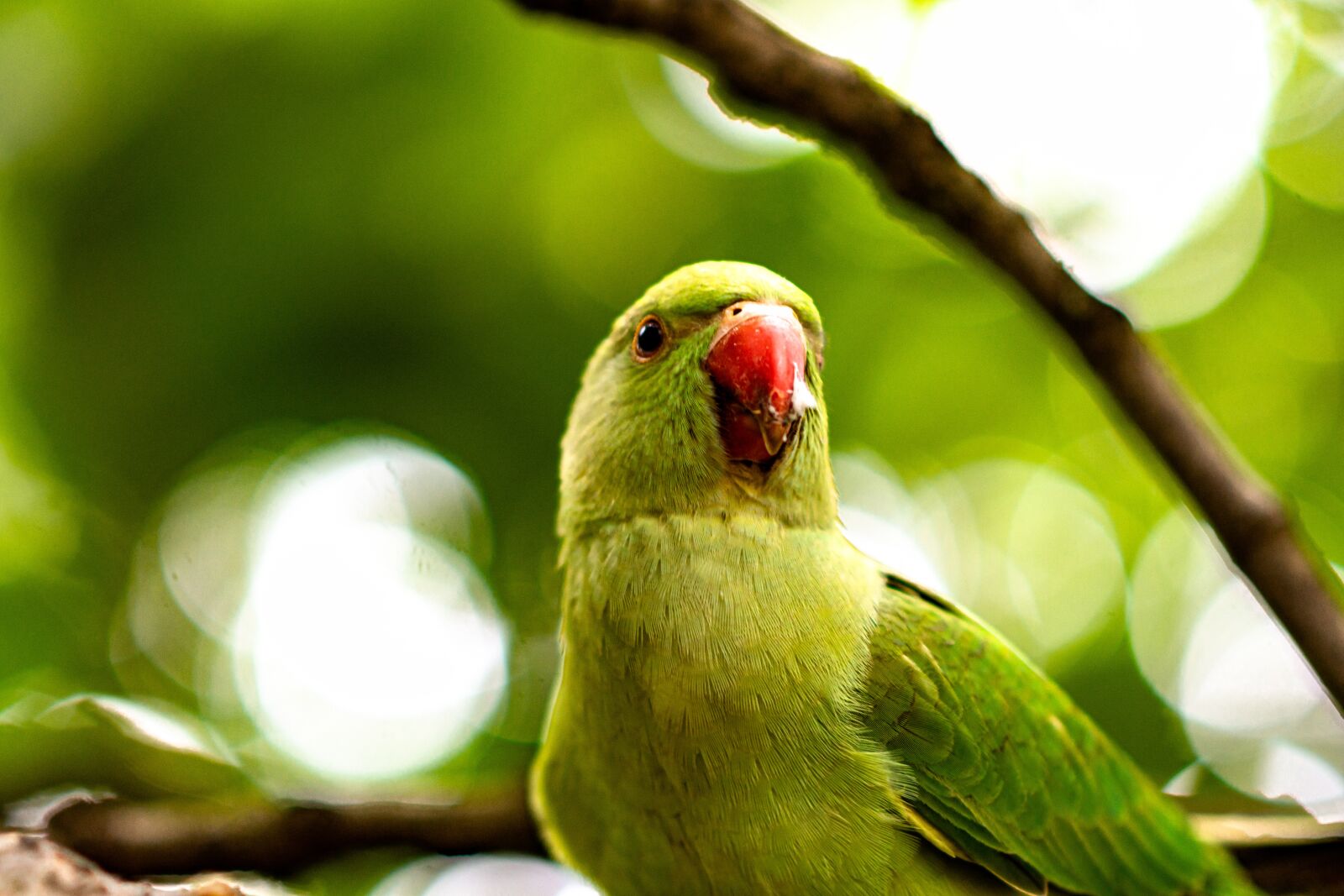Nikon D7200 sample photo. Parrot, portrait, green photography