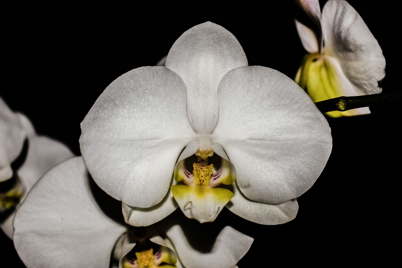 Nikon D3300 sample photo. Orchid, flower, blossom photography