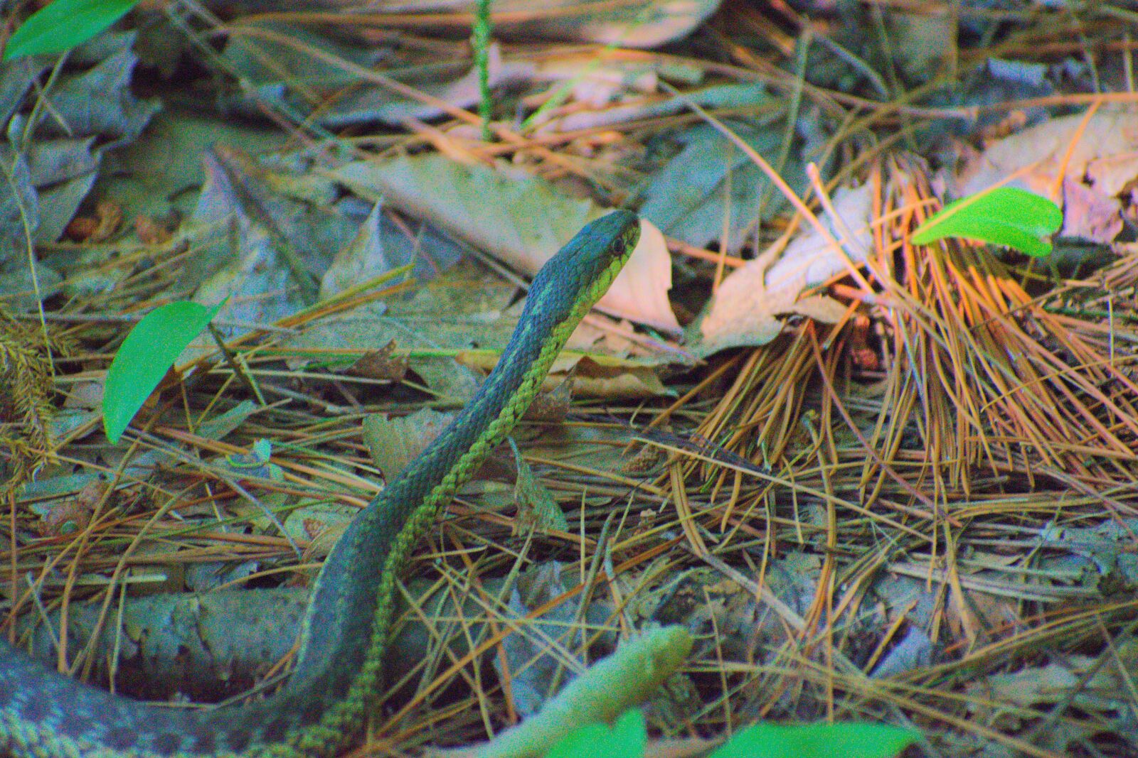 Nikon D5600 sample photo. Snake, forest, wildlife photography