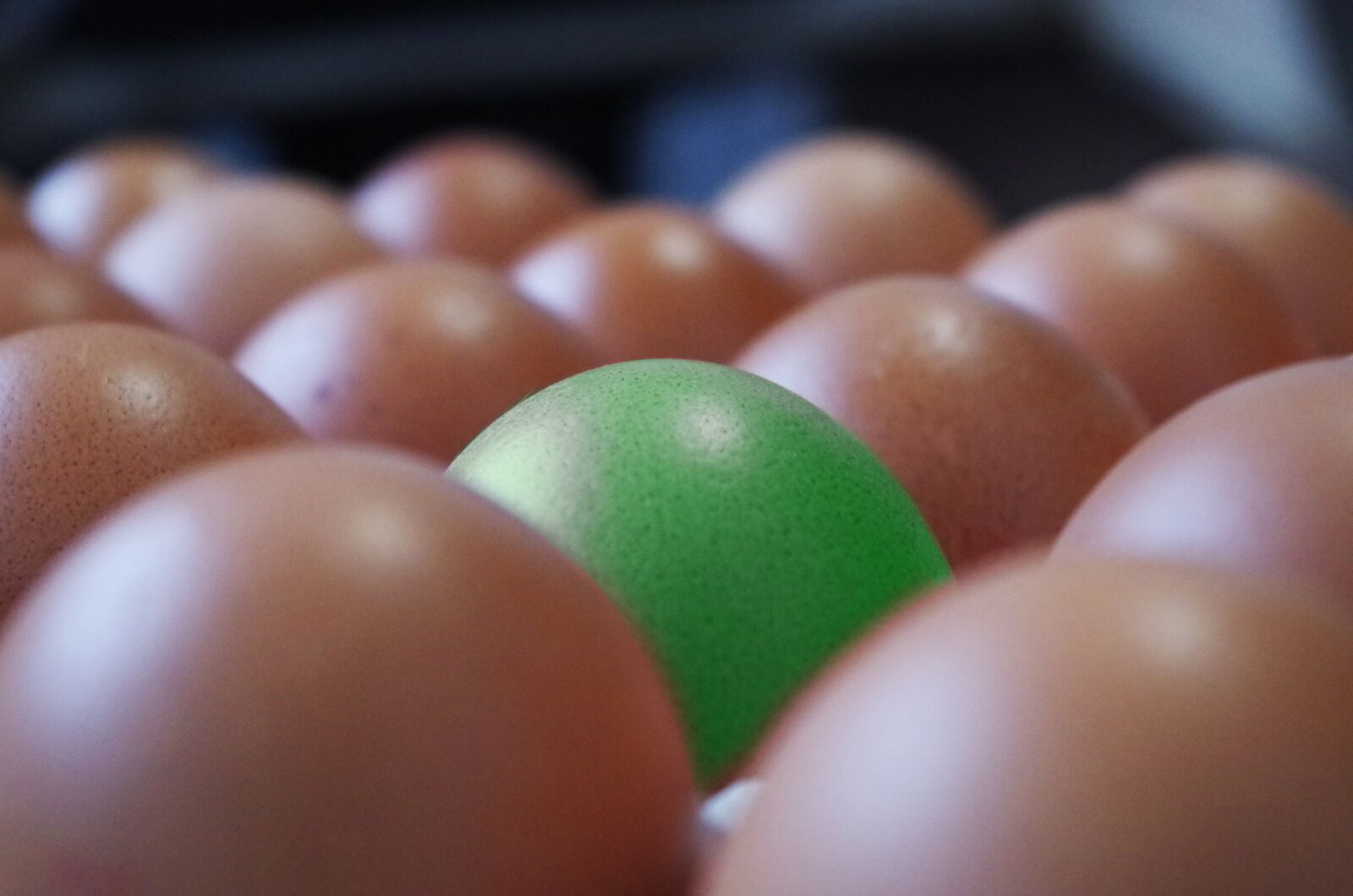 Pentax K-500 sample photo. Eggs, container, brown photography