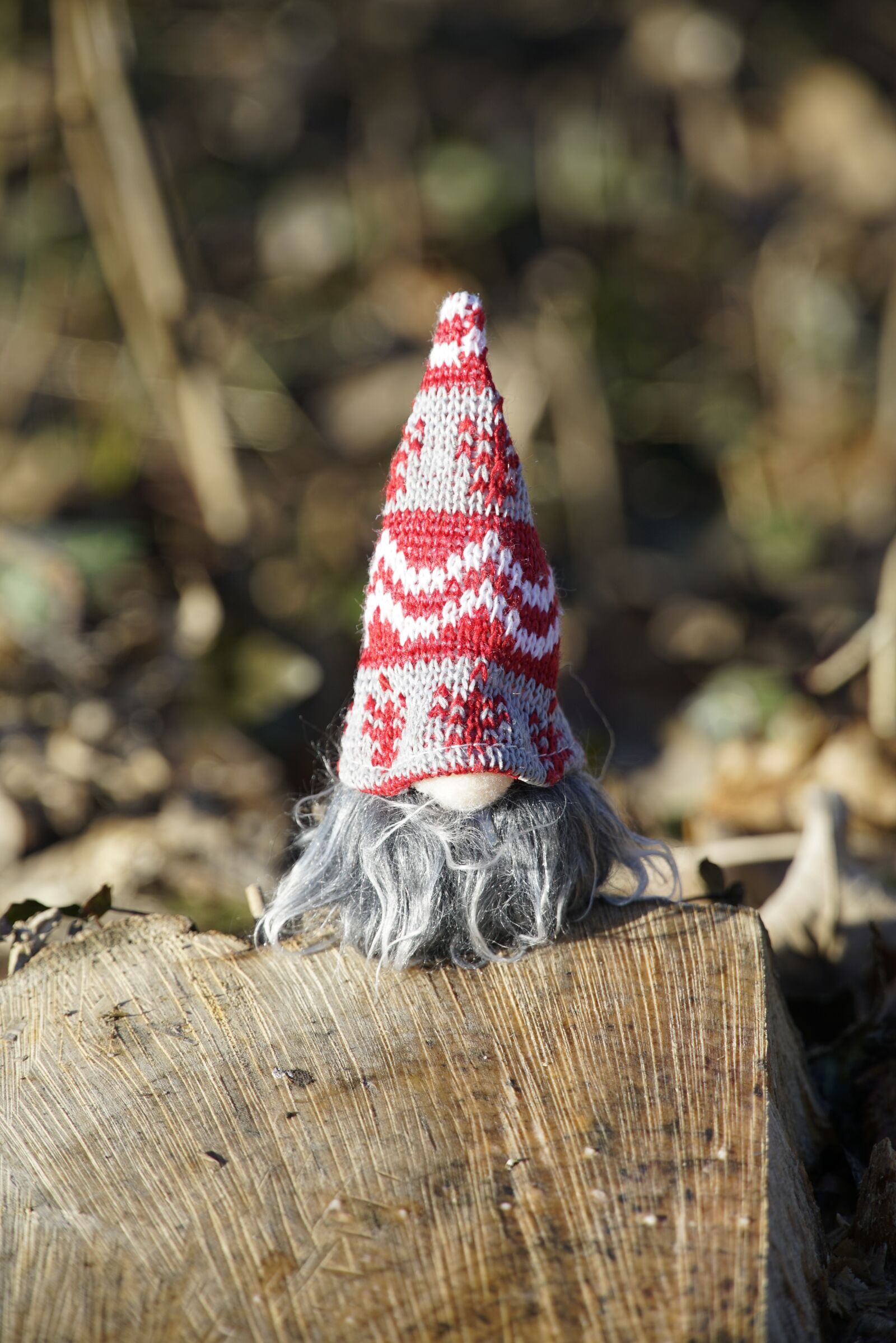Sony a7R II + Sony E PZ 18-105mm F4 G OSS sample photo. Gnome, dwarf, beard photography