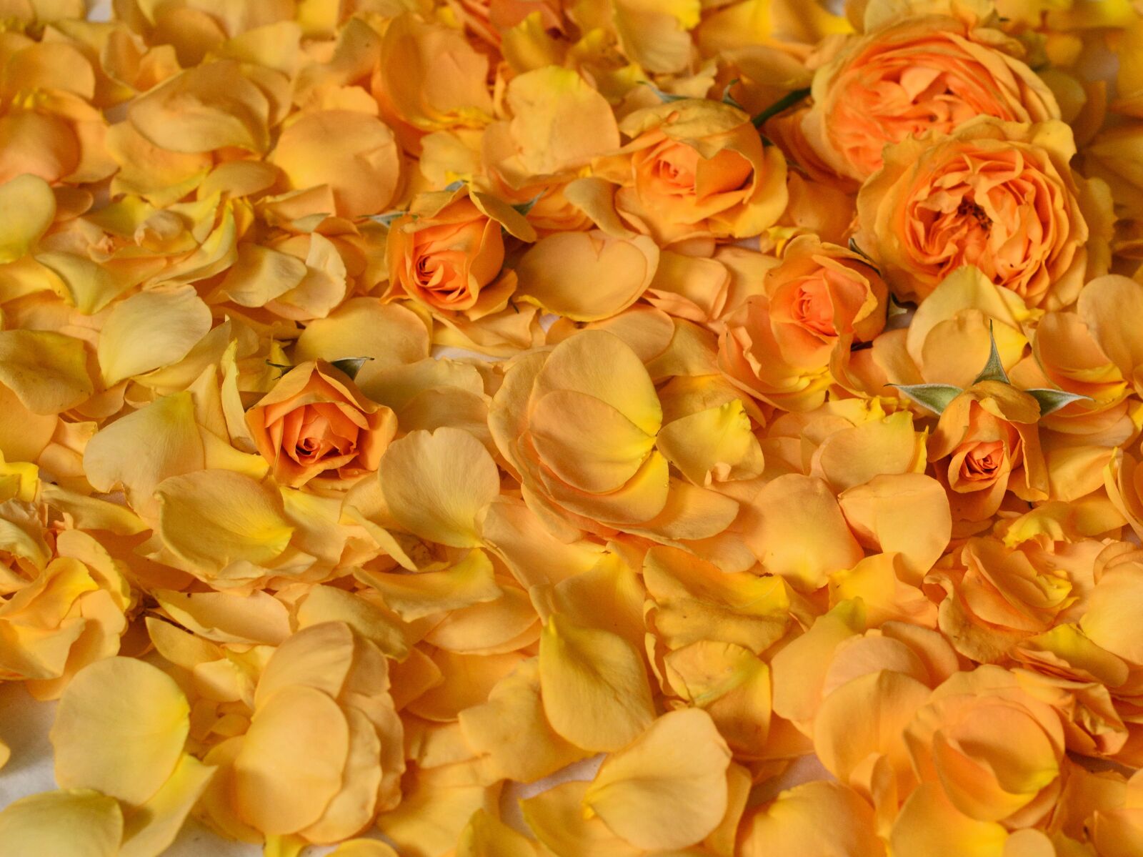 Nikon D3100 sample photo. Rose, yellow, flowers photography