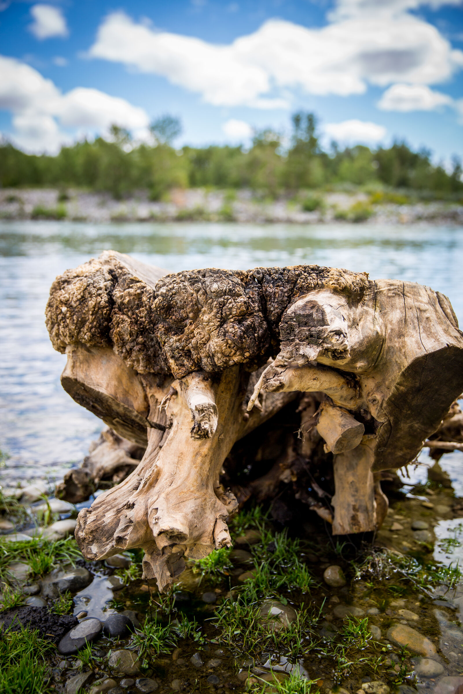 Canon EF 24-70mm F2.8L II USM sample photo. Driftwood, hiking, natural, nature photography